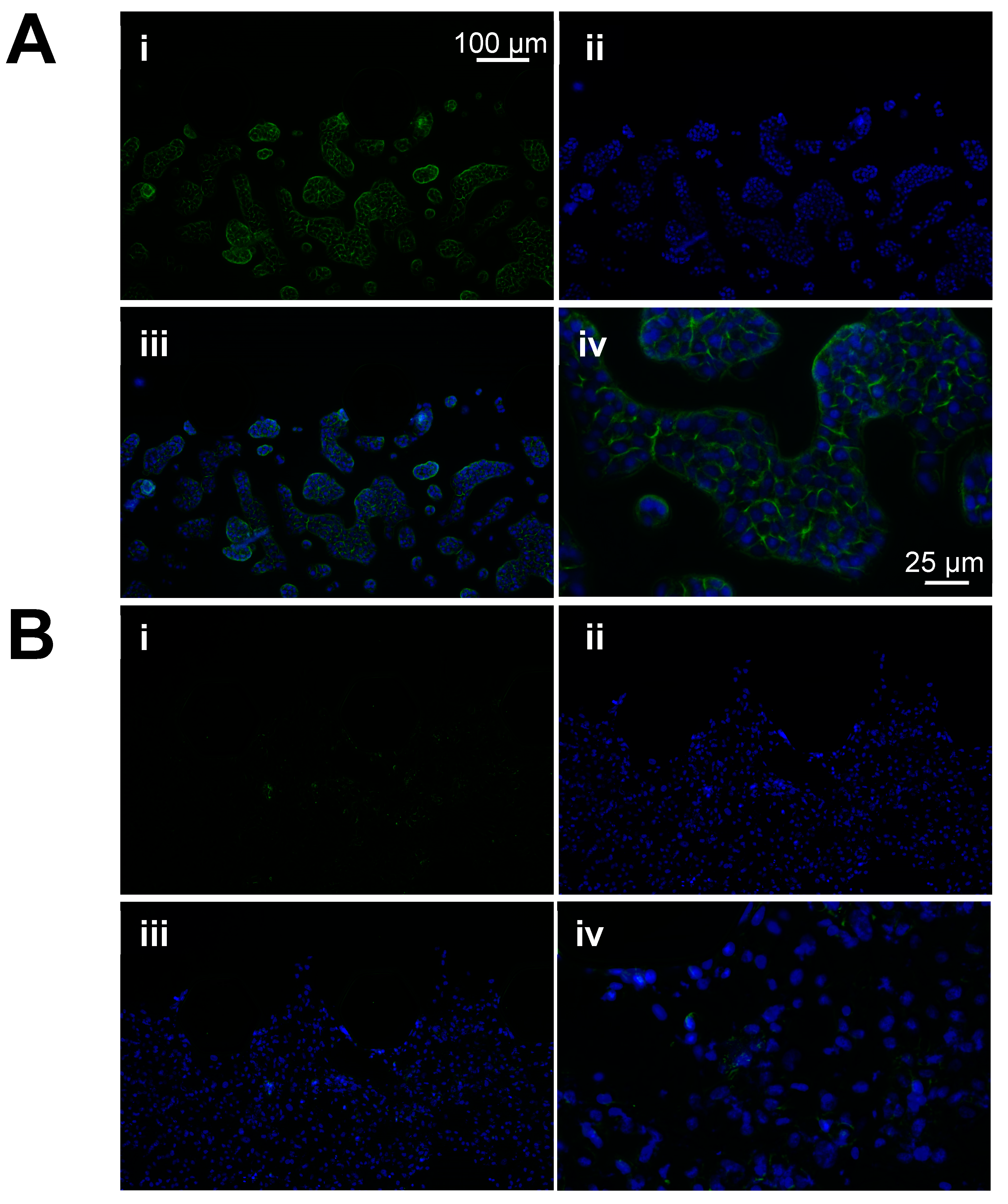 Cancers 16 02657 g007 Cancers 16 02657 g007