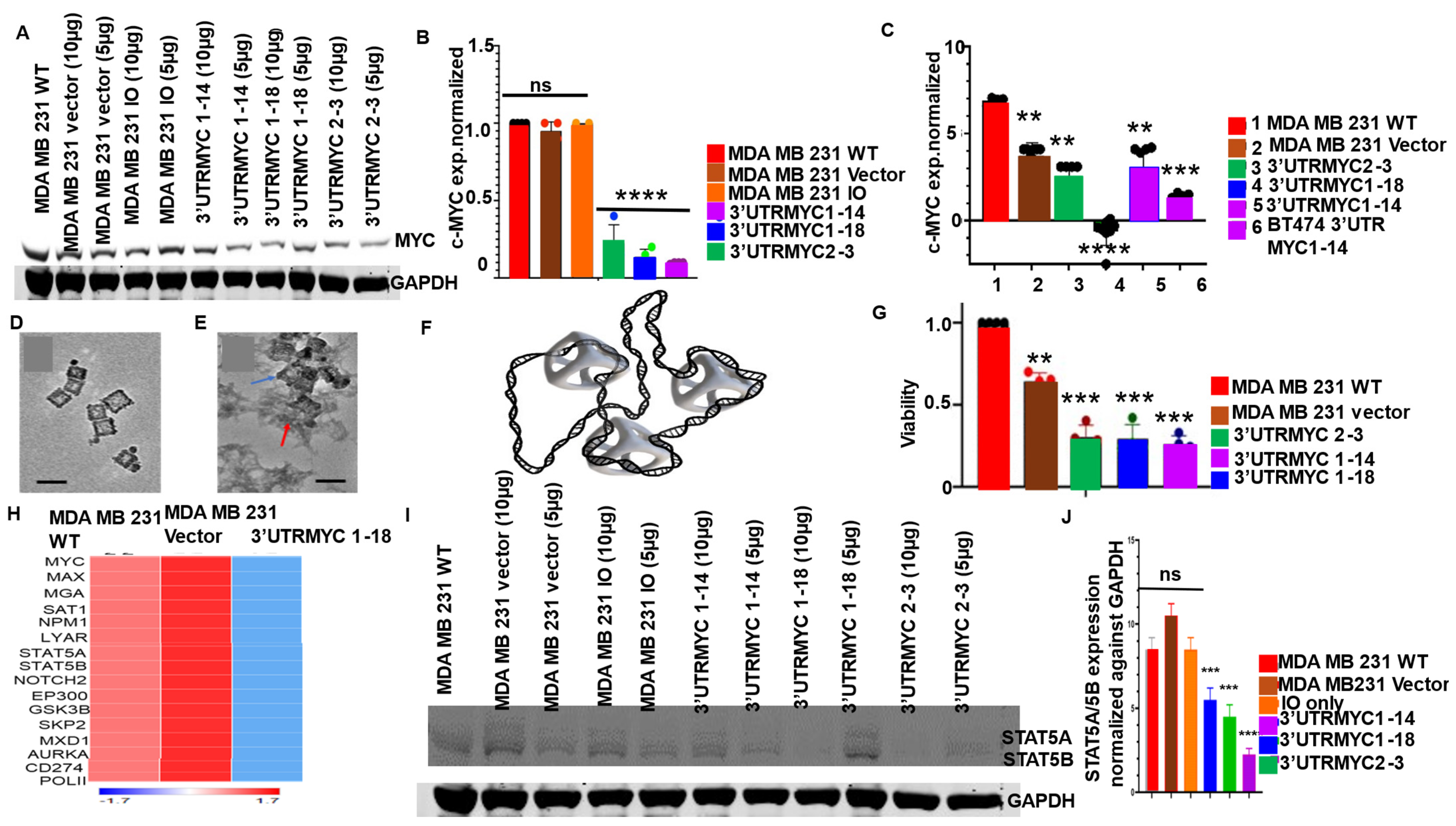 Cancers 16 02663 g002