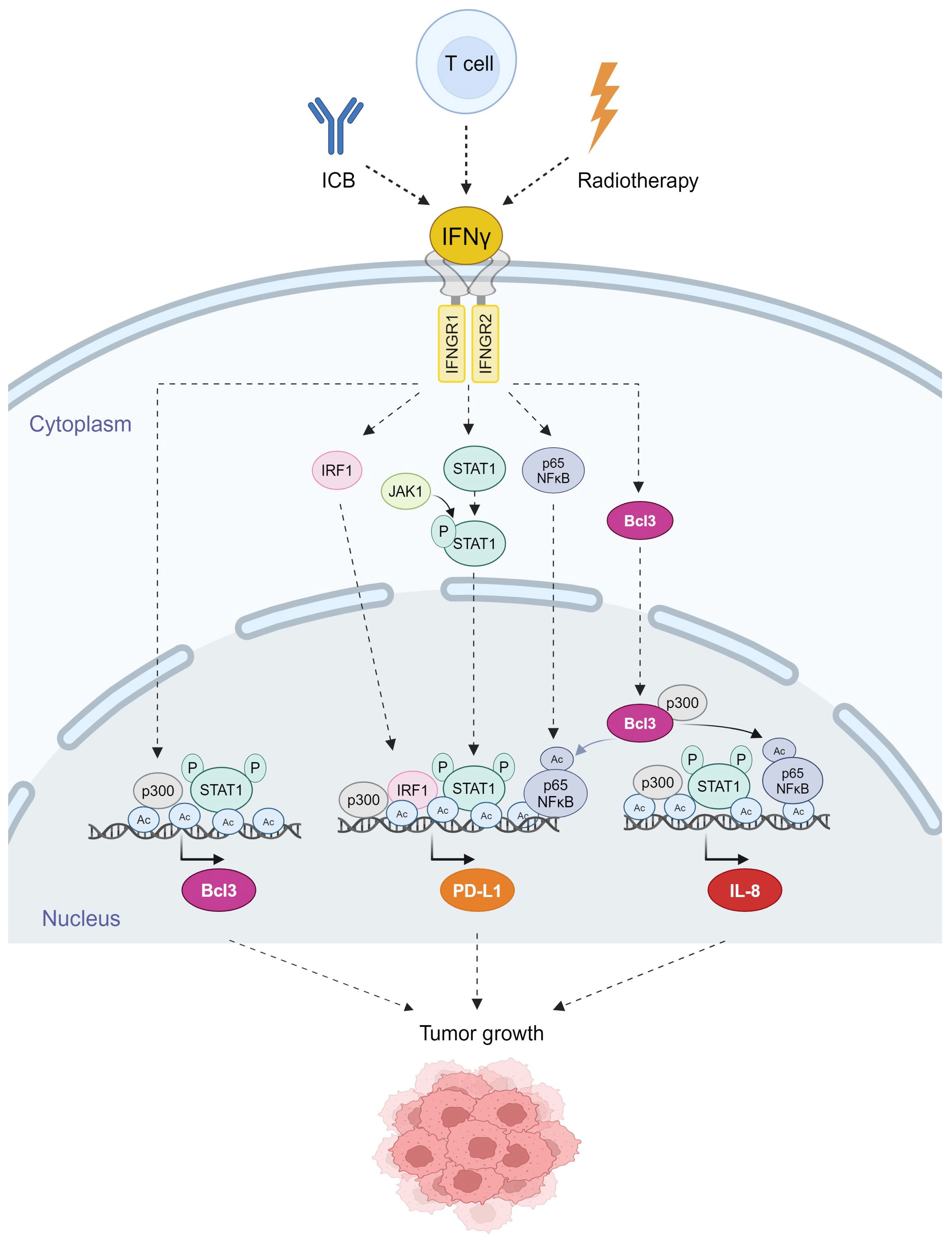 Cancers 16 02676 g002 Cancers 16 02676 g002