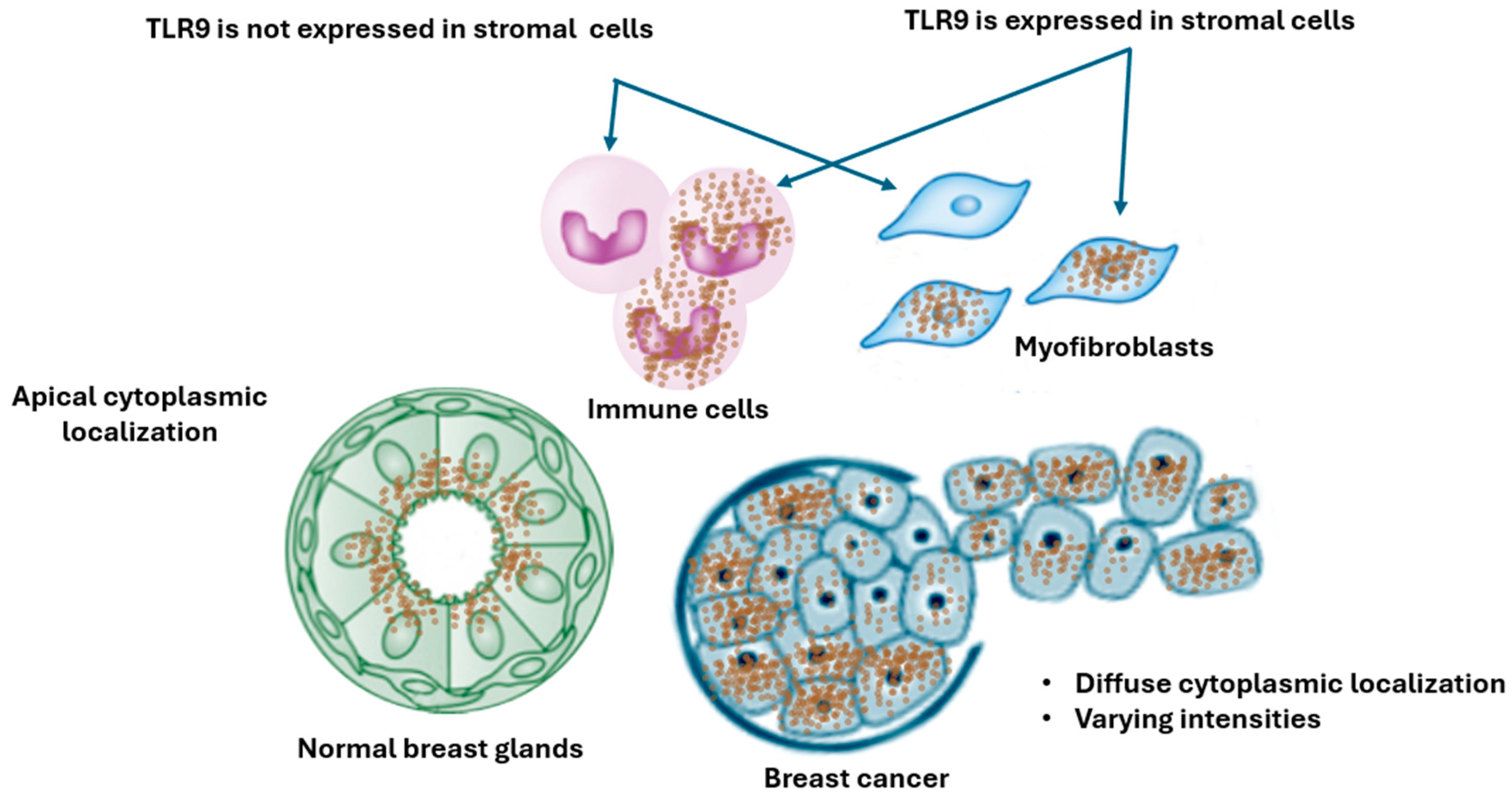 Cancers 16 02679 g005