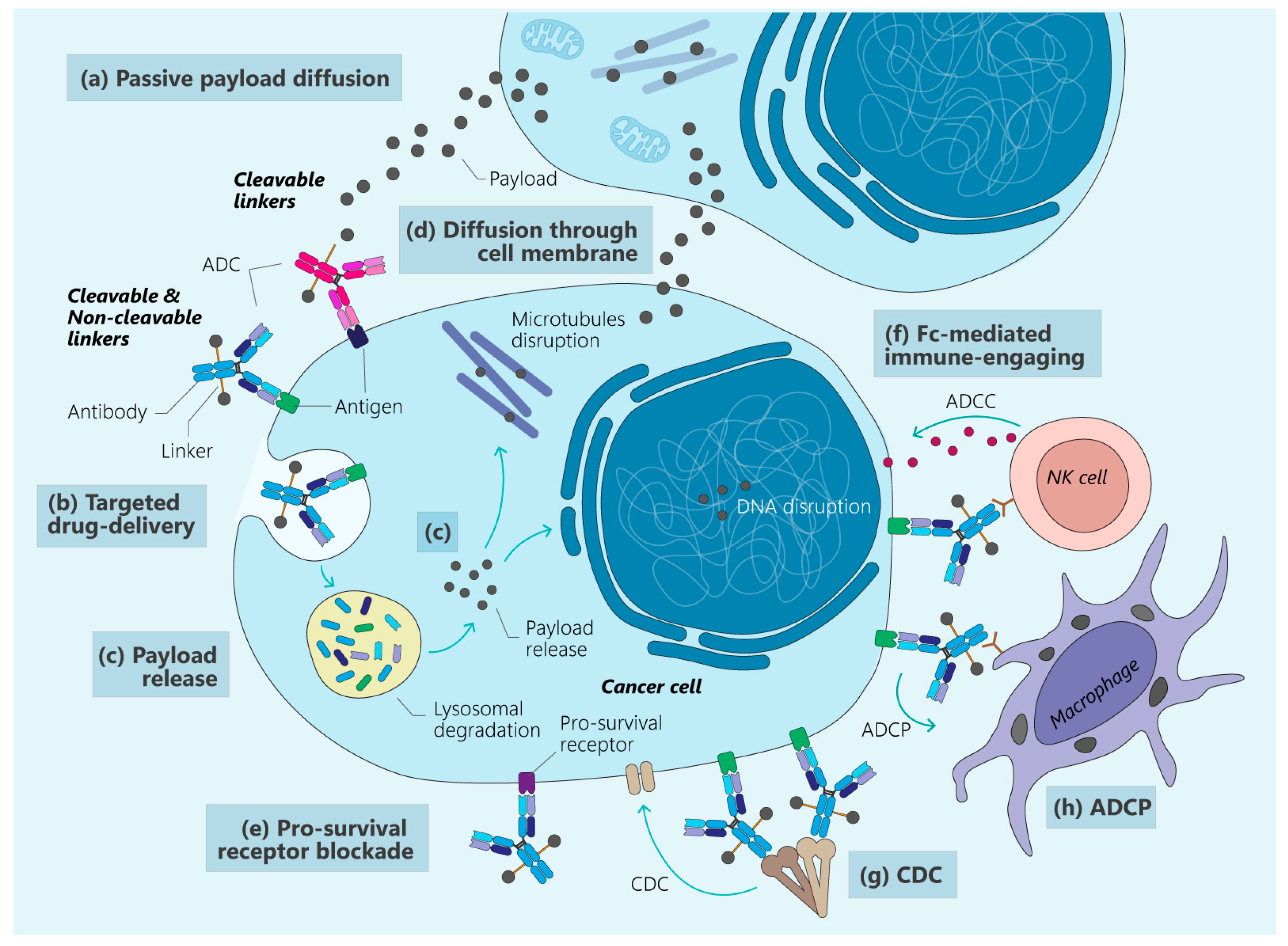 Single-Domain Antibodies as Antibody–Drug Conjugates: From