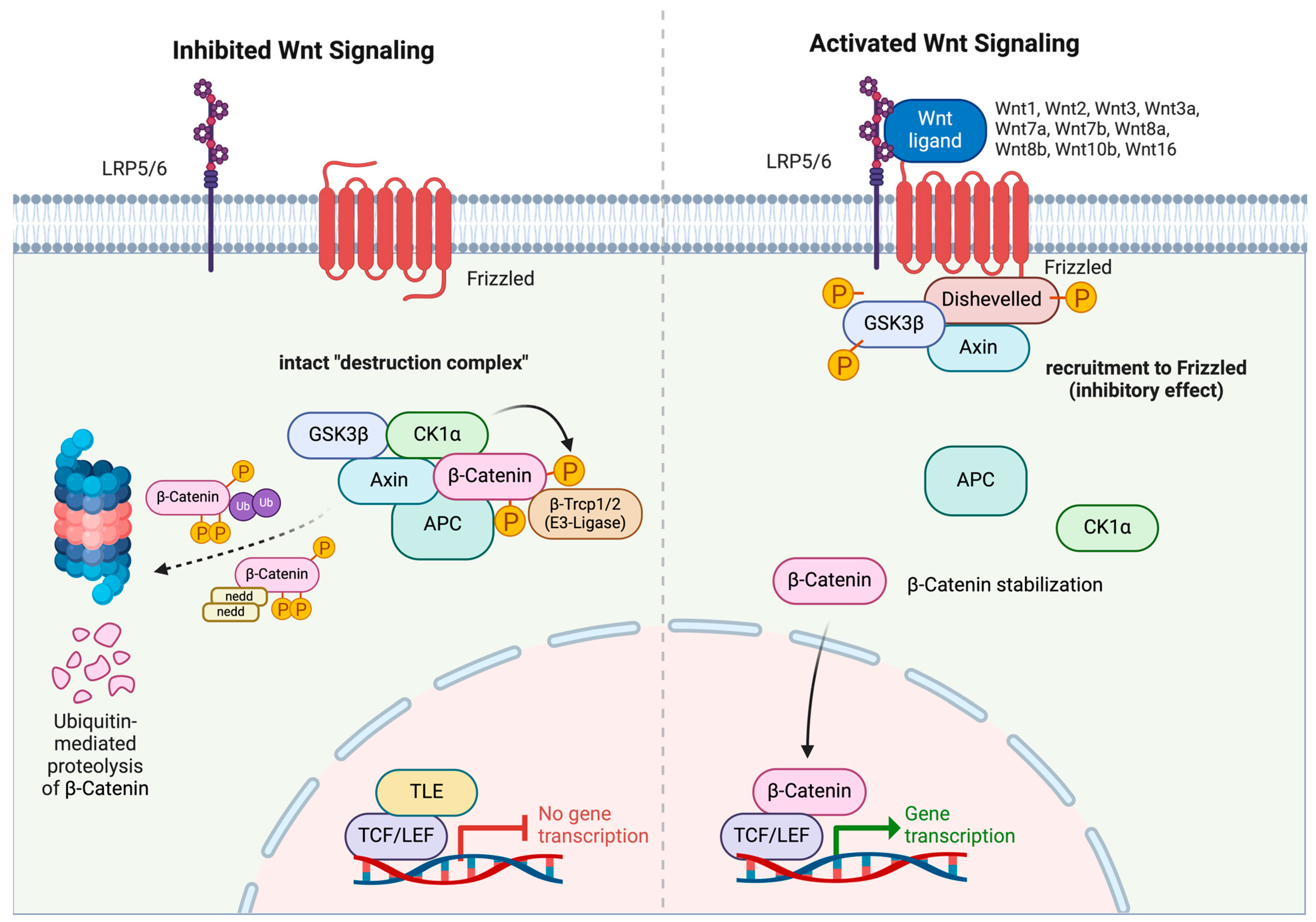 Cancers 16 02686 g001 Cancers 16 02686 g001