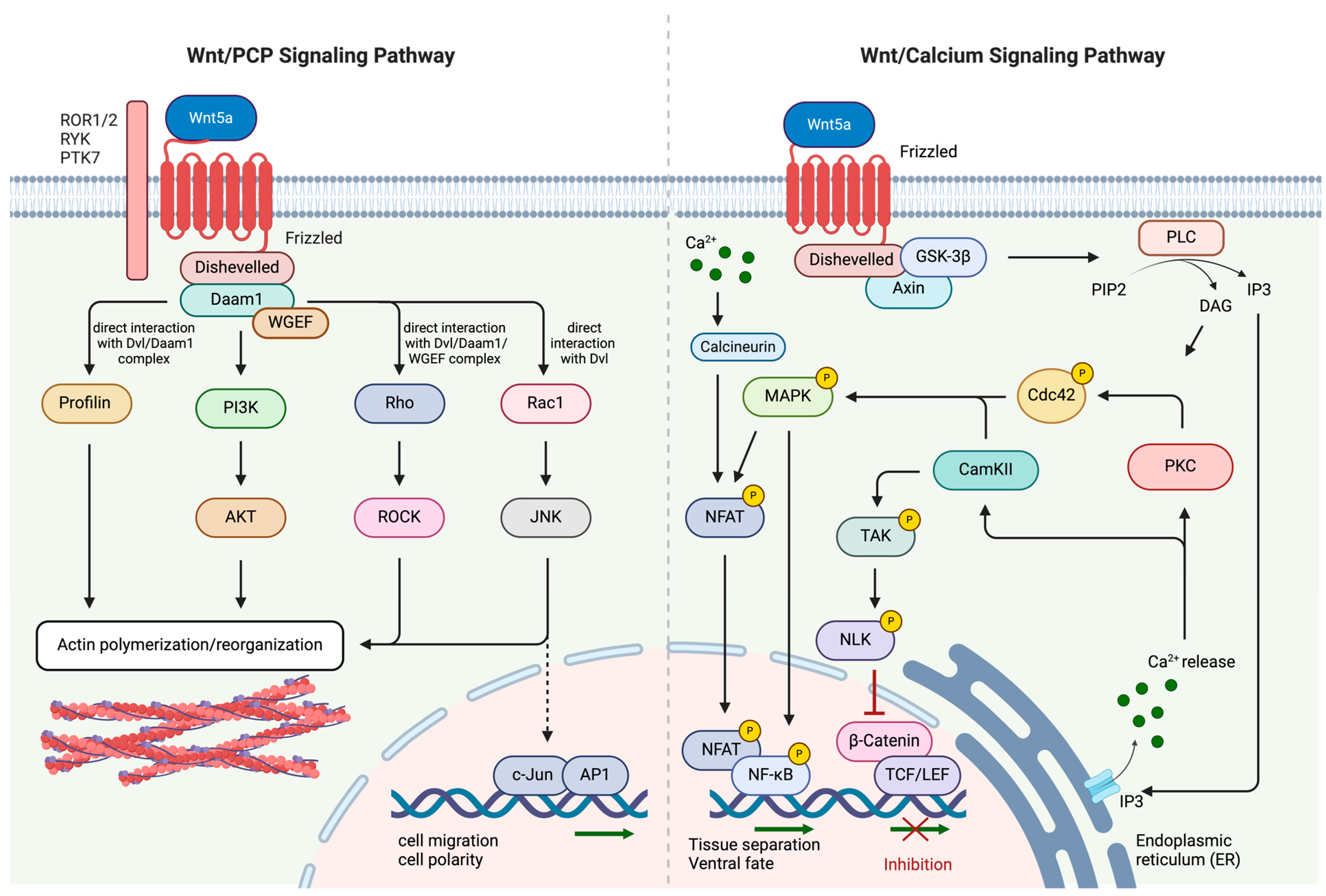 Cancers 16 02686 g002 Cancers 16 02686 g002
