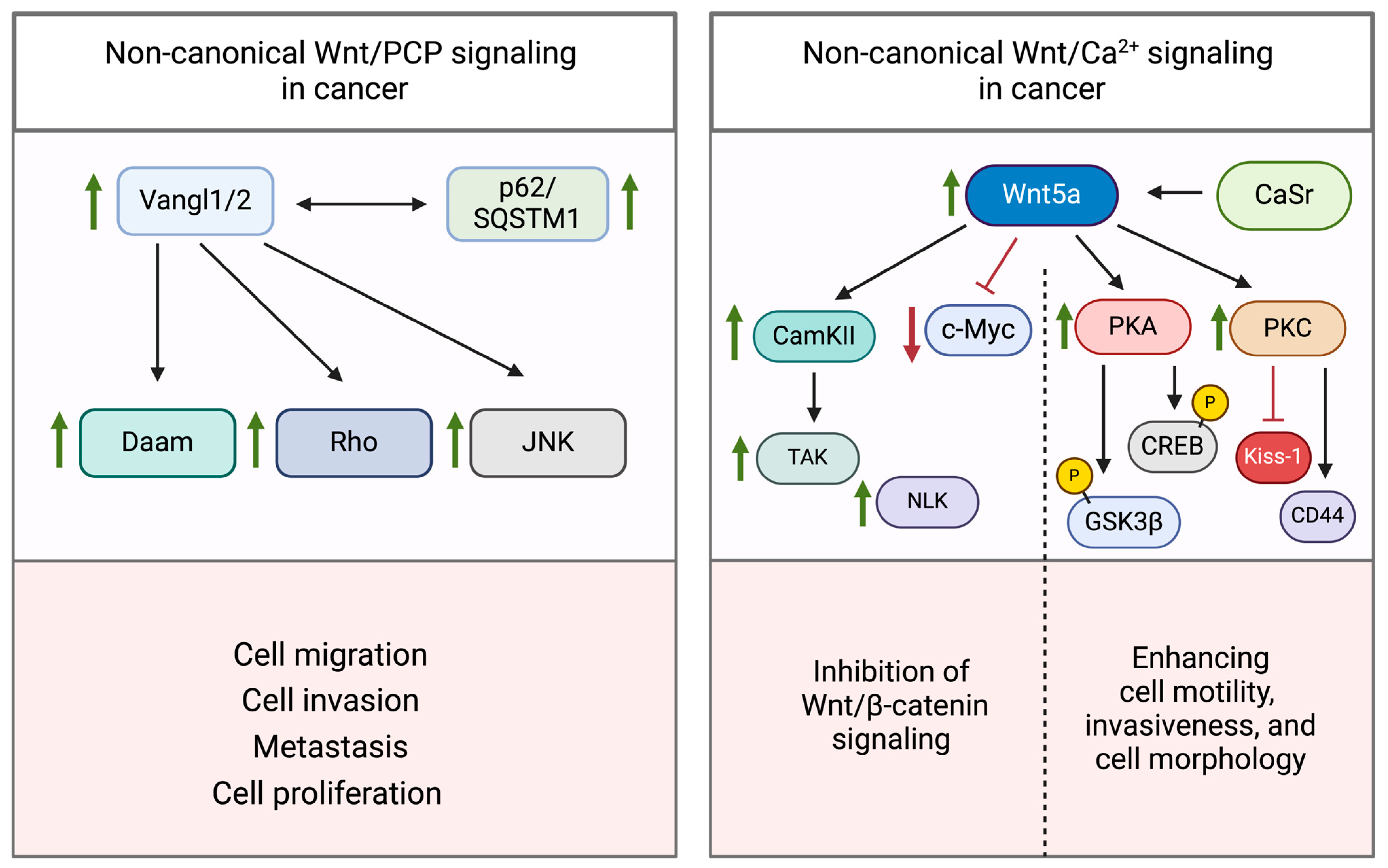 Cancers 16 02686 g005 Cancers 16 02686 g005