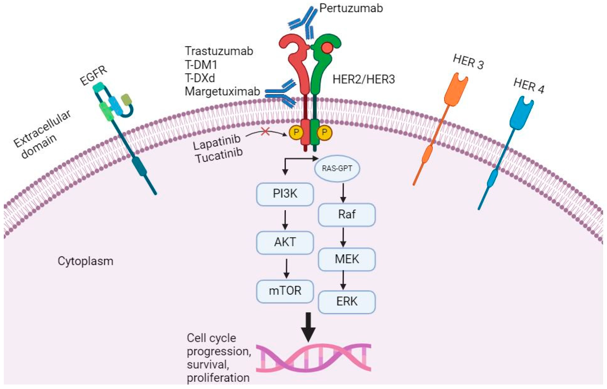 Cancers 16 02692 g001