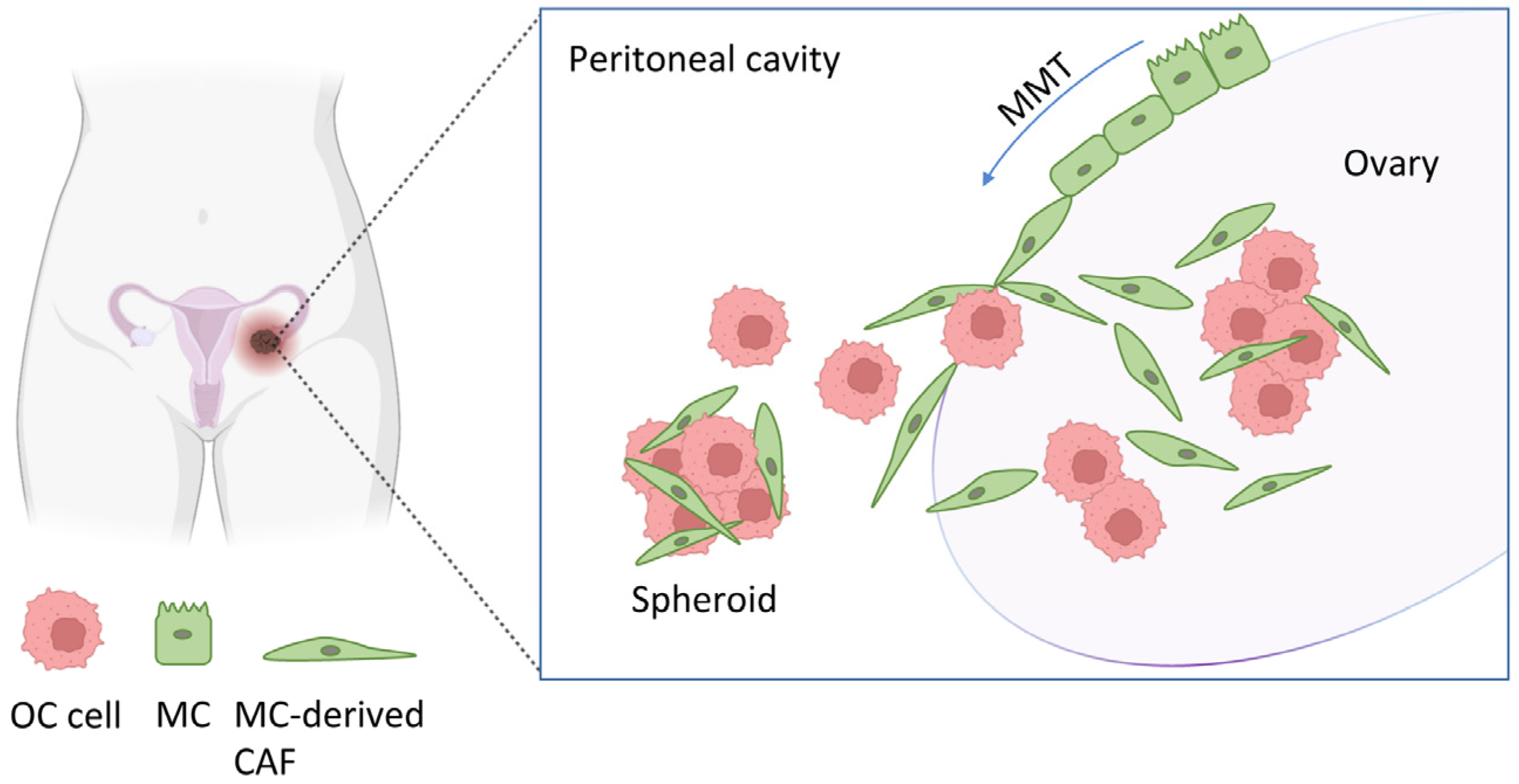 Cancers 16 02697 g001