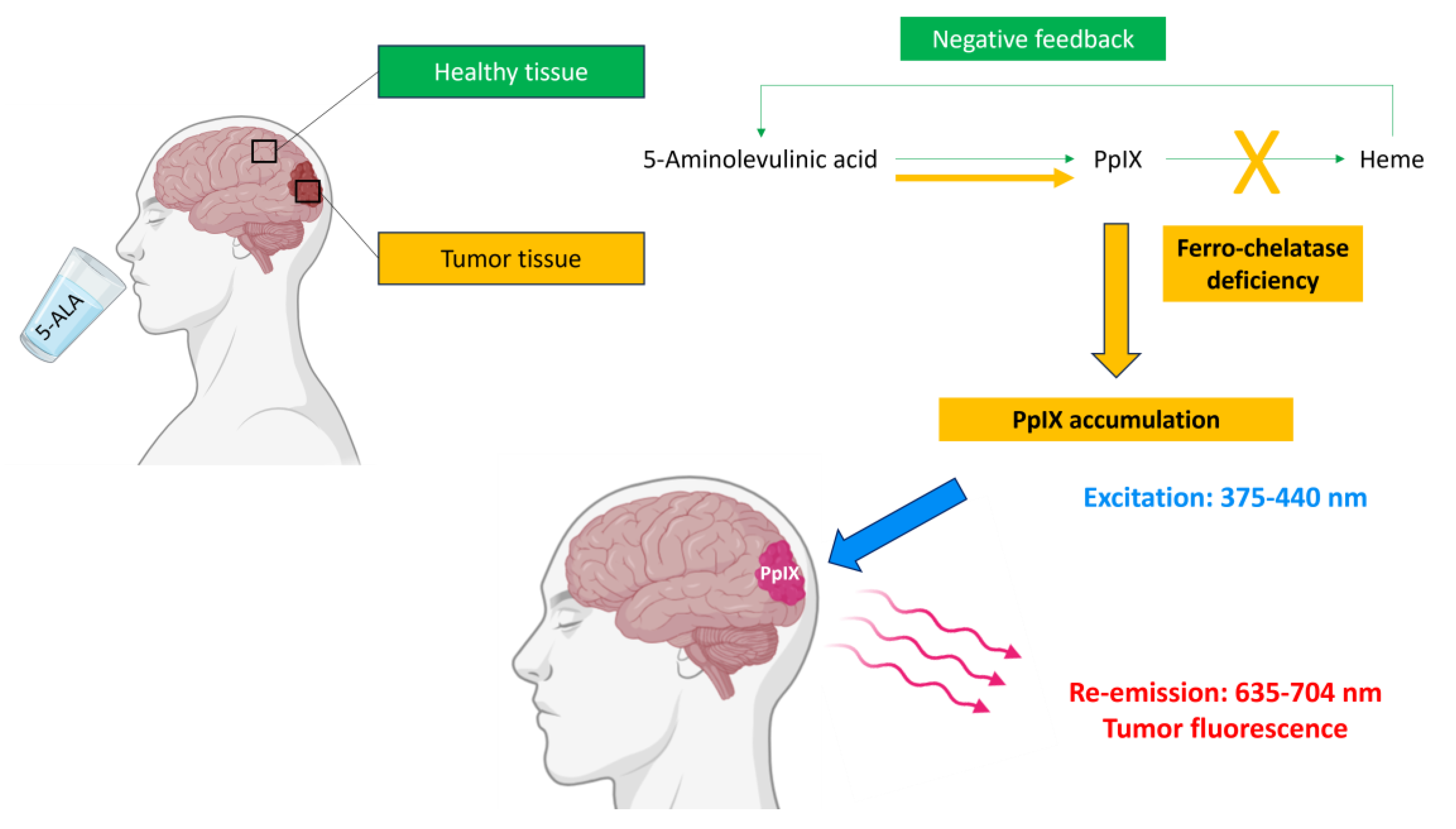 Cancers 16 02698 g002