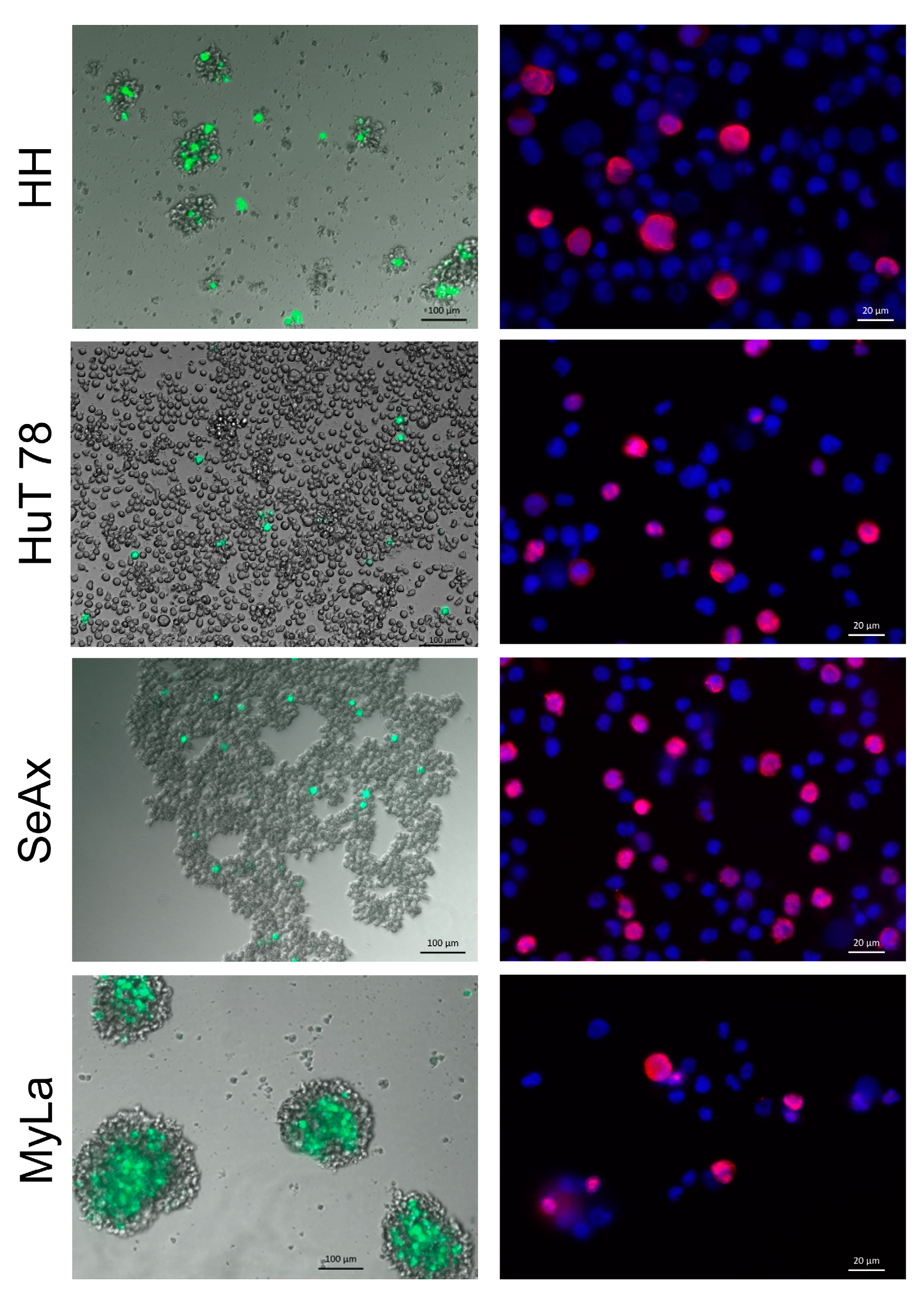 Cancers 16 02711 g001
