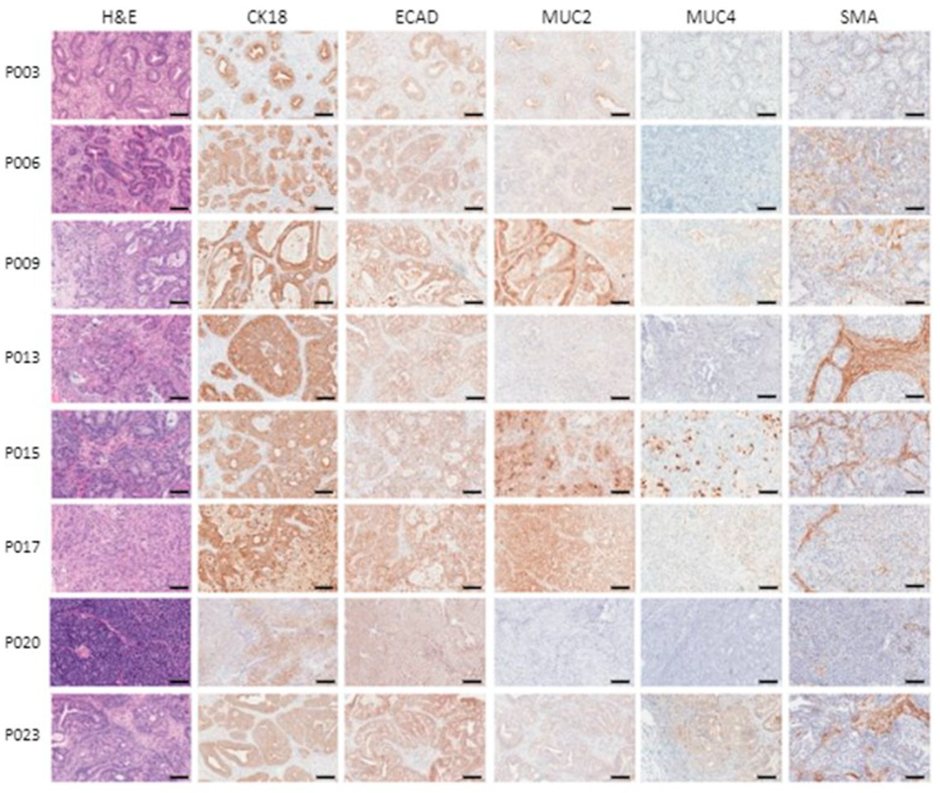 Cancers 16 02721 g005 Cancers 16 02721 g005