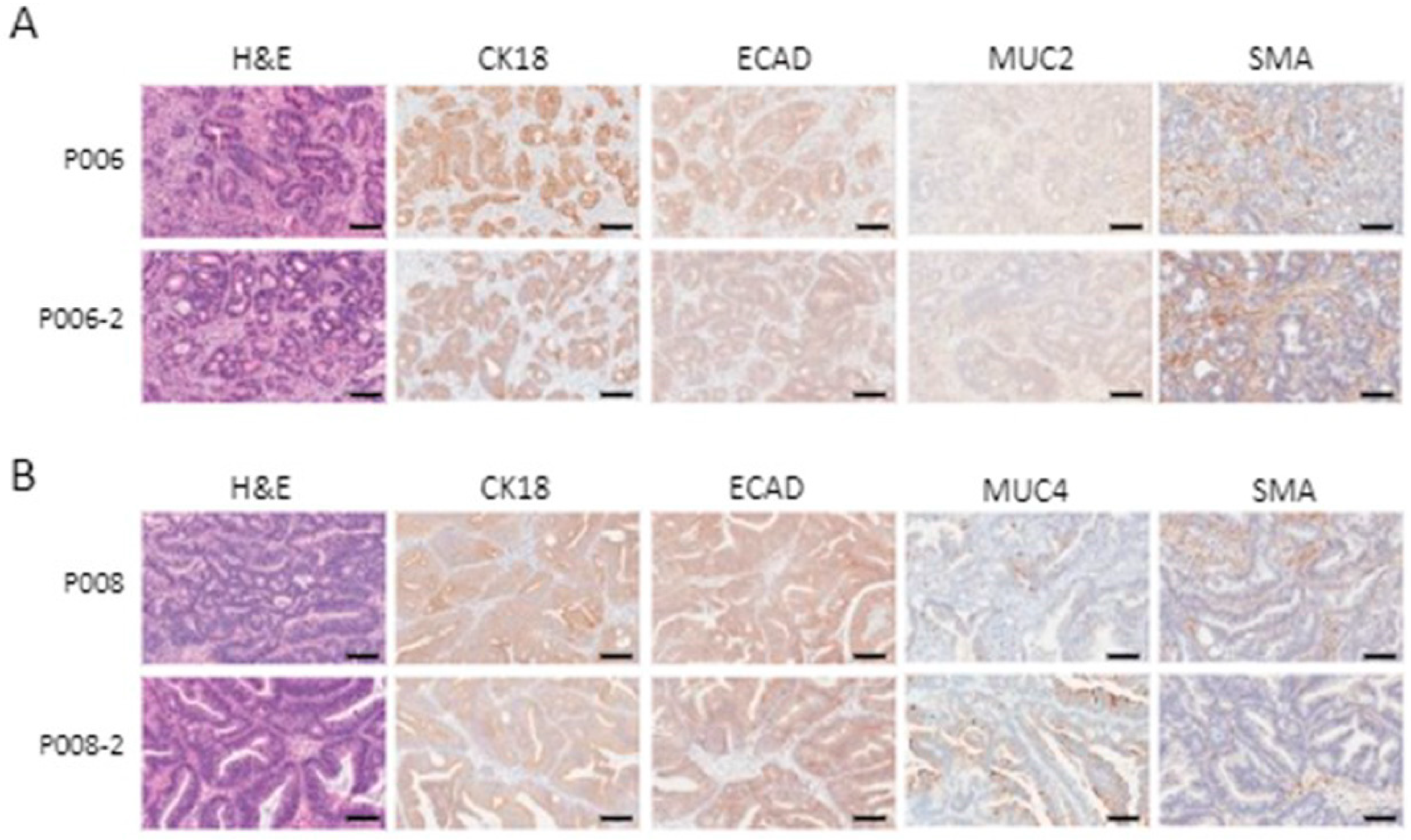 Cancers 16 02721 g006 Cancers 16 02721 g006