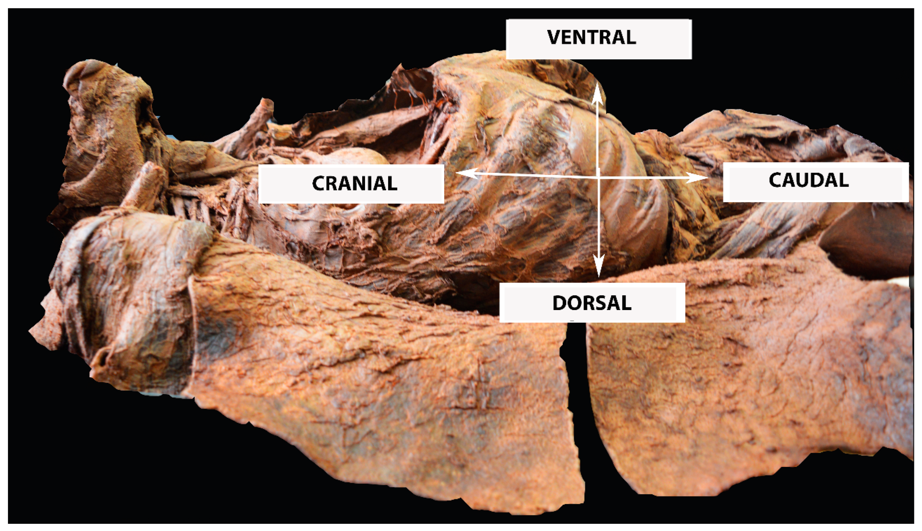 Cancers 16 02729 g001