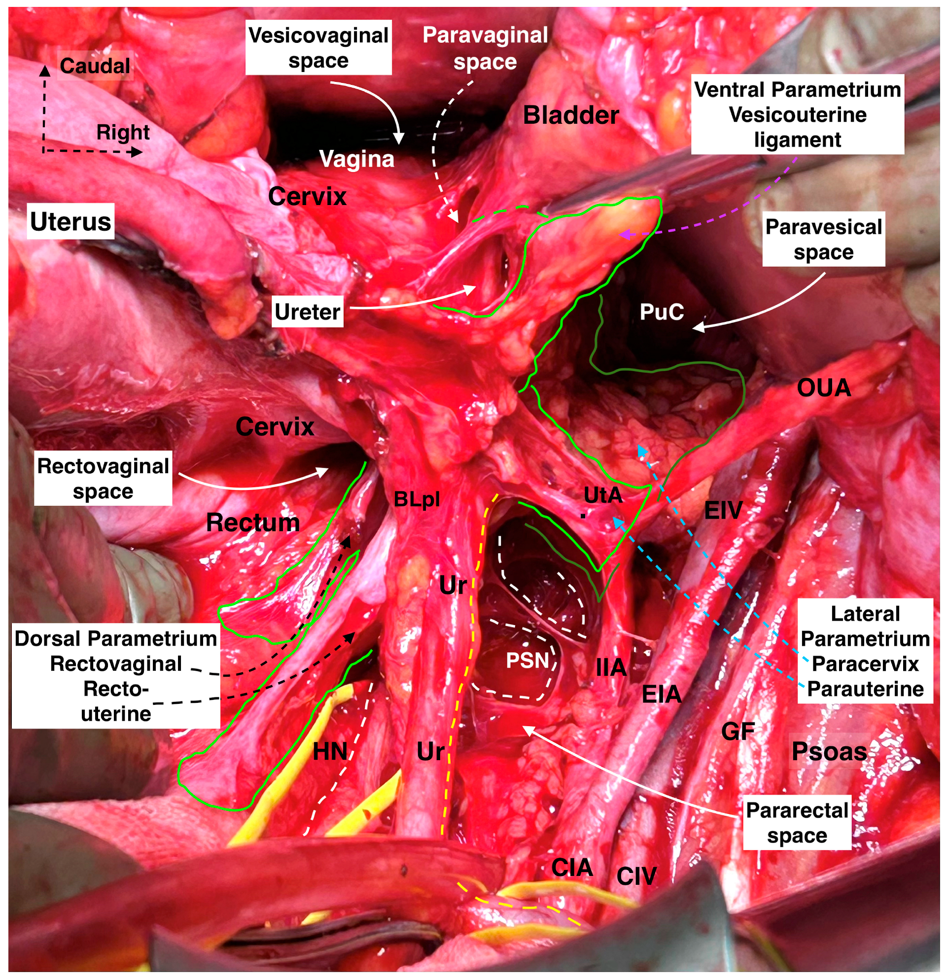 Cancers 16 02729 g002