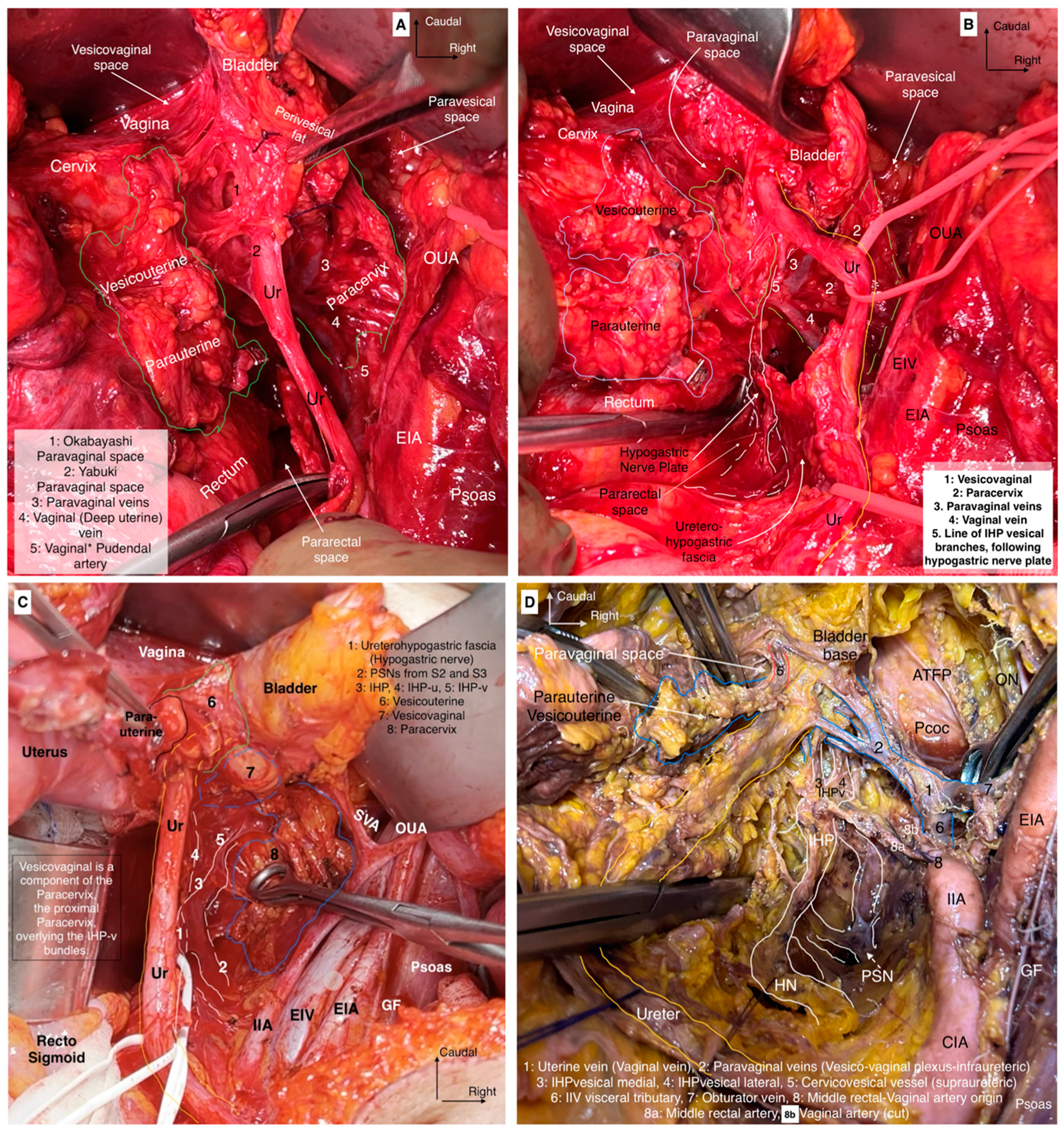 Cancers 16 02729 g006