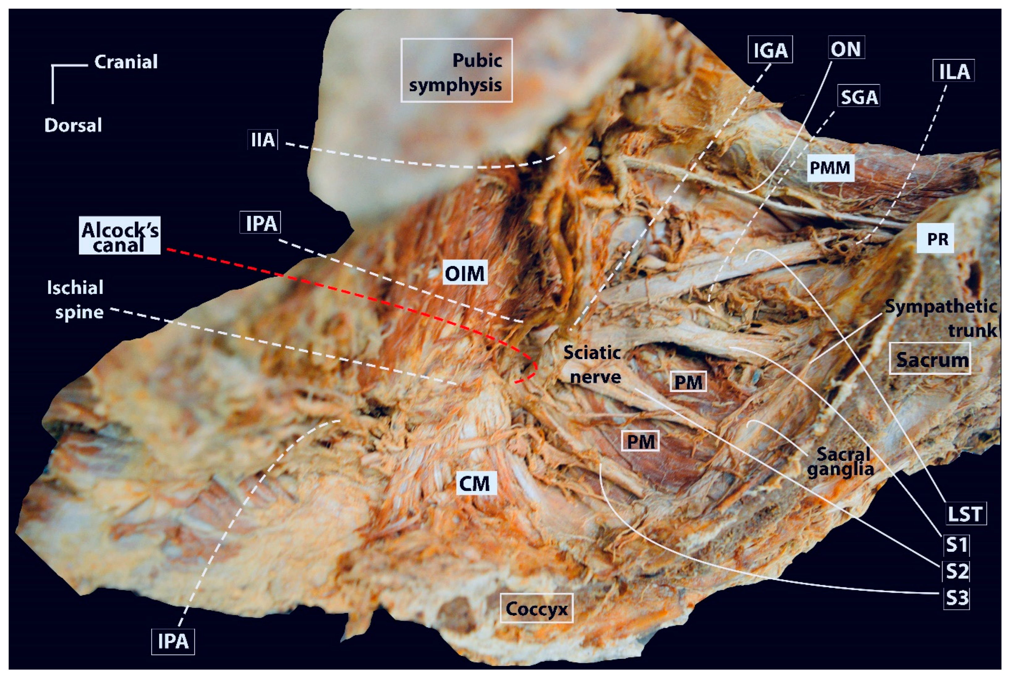 Cancers 16 02729 g016