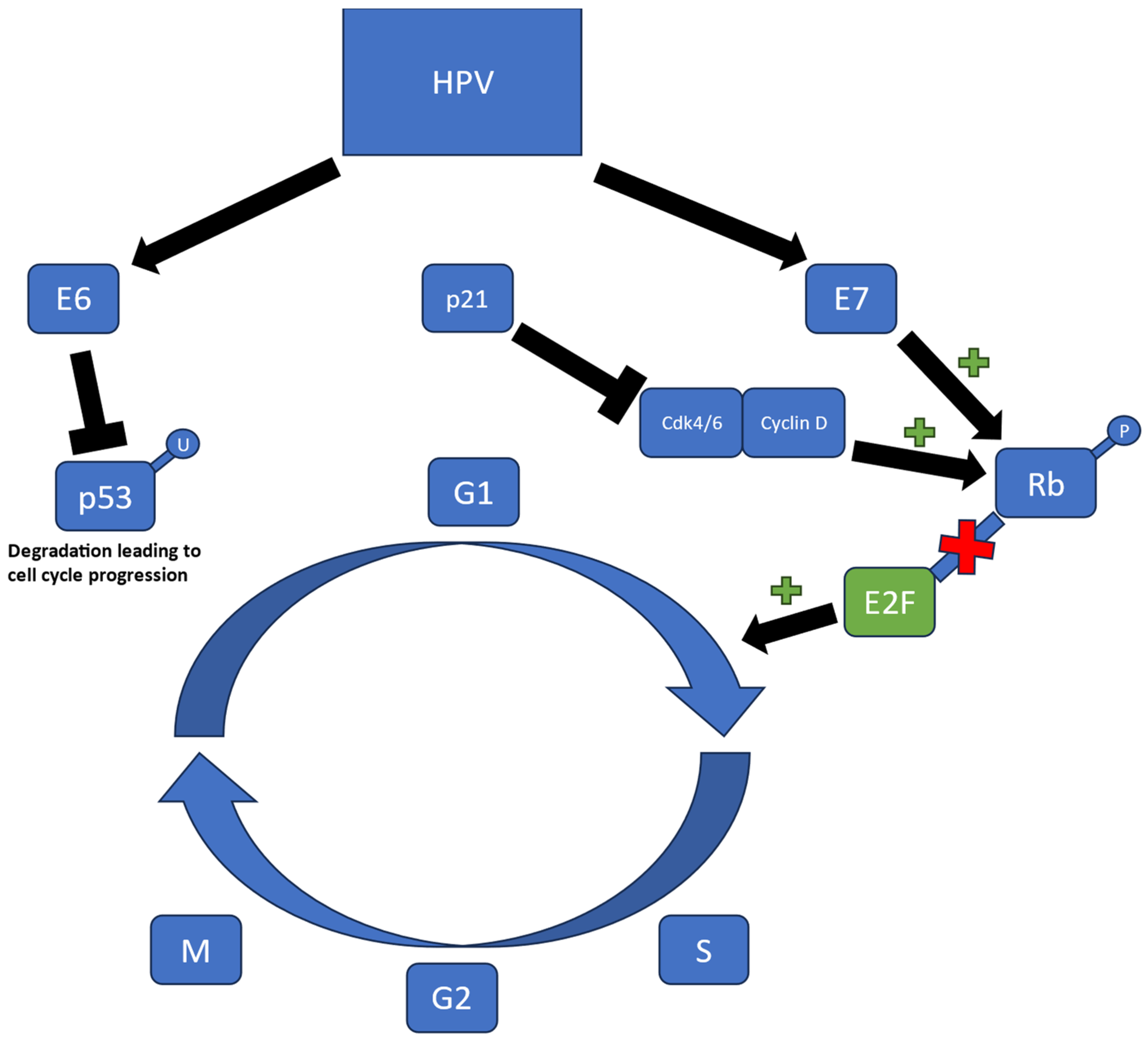 Cancers 16 02733 g001