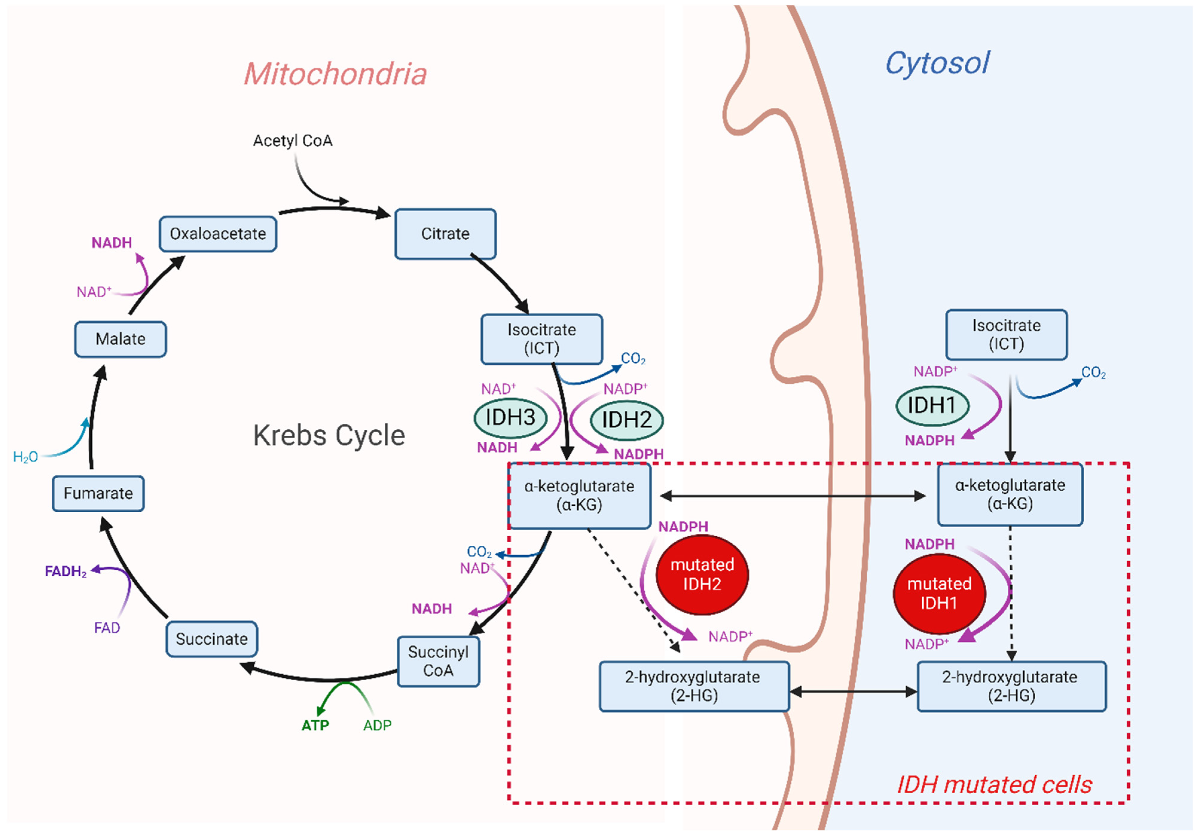 Cancers 16 02752 g001