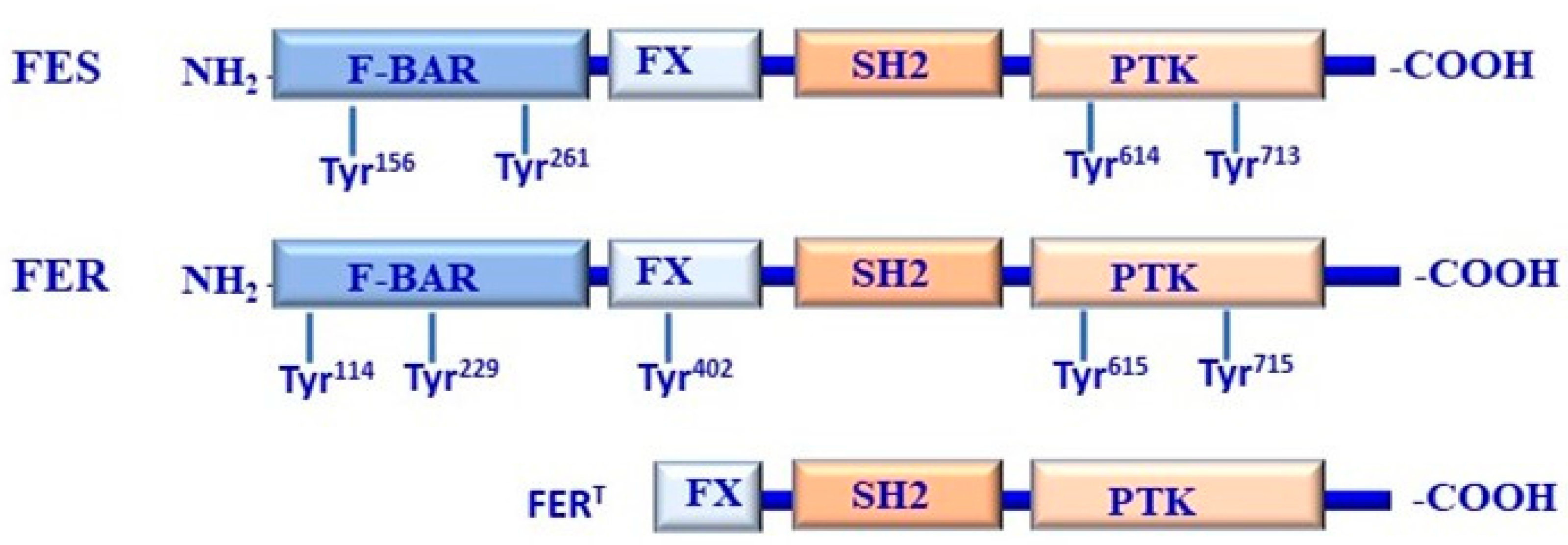 Cancers 16 02754 g004 Cancers 16 02754 g004
