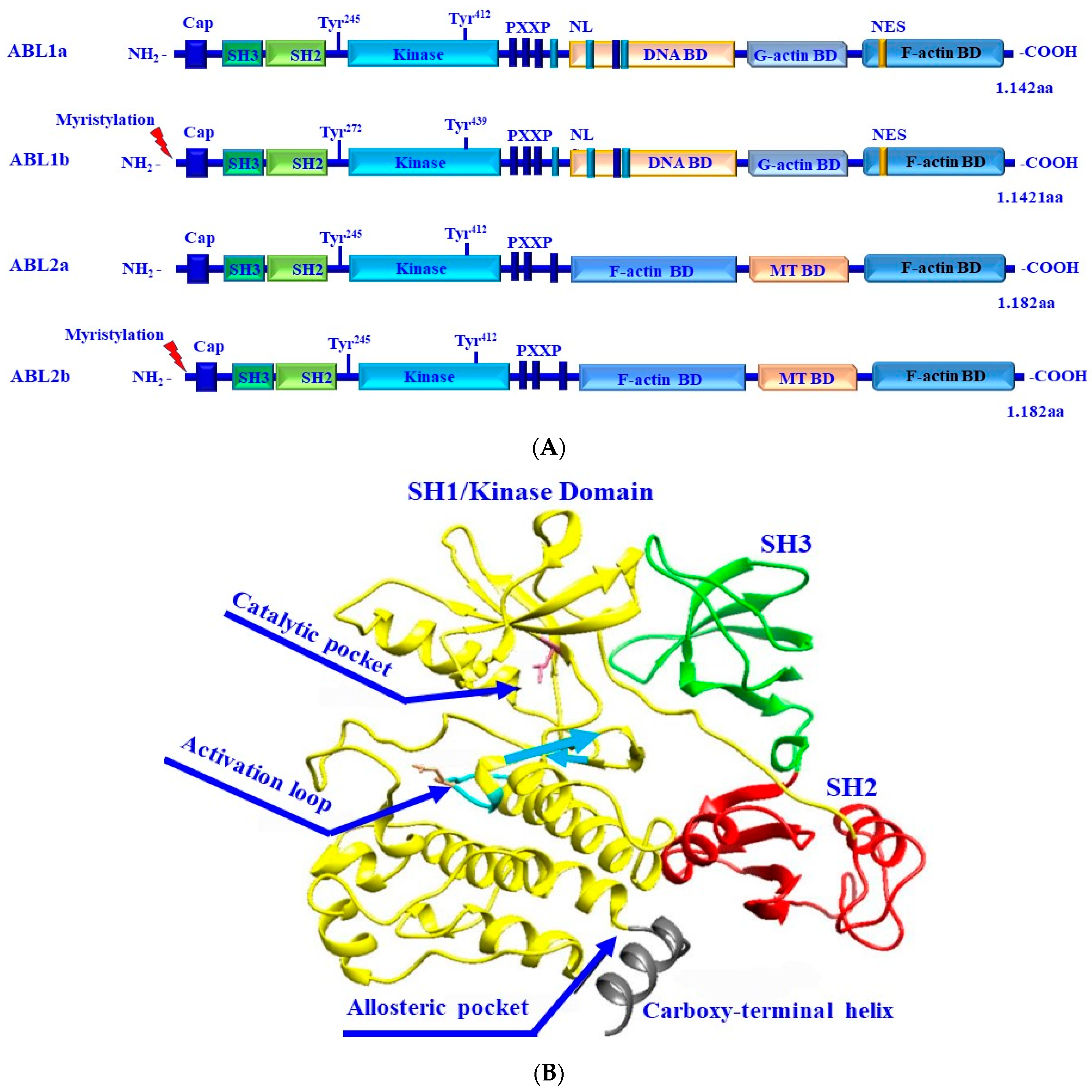 Cancers 16 02754 g009 Cancers 16 02754 g009