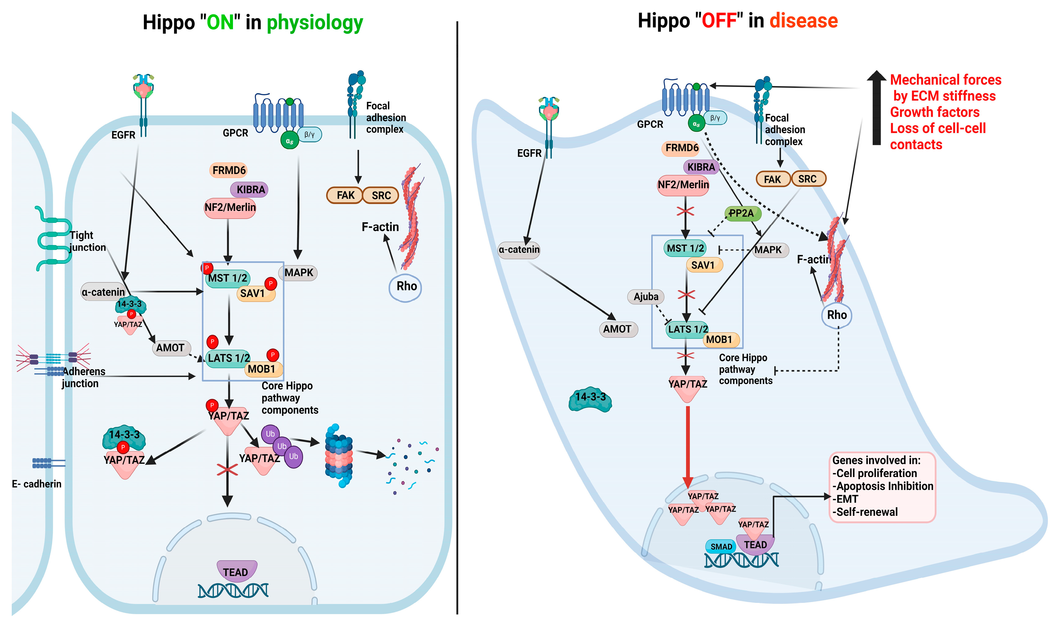 Cancers 16 02758 g001