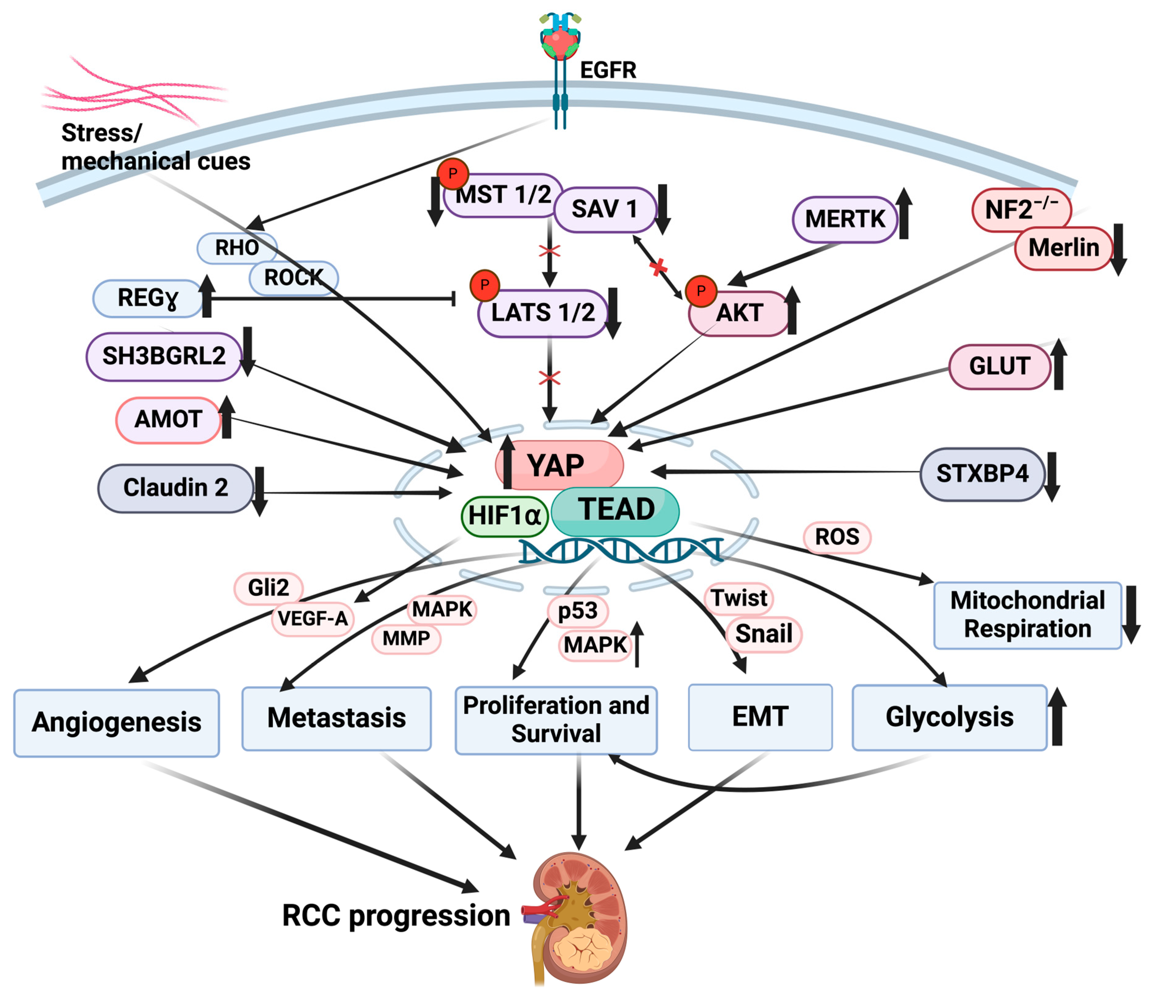 Cancers 16 02758 g002