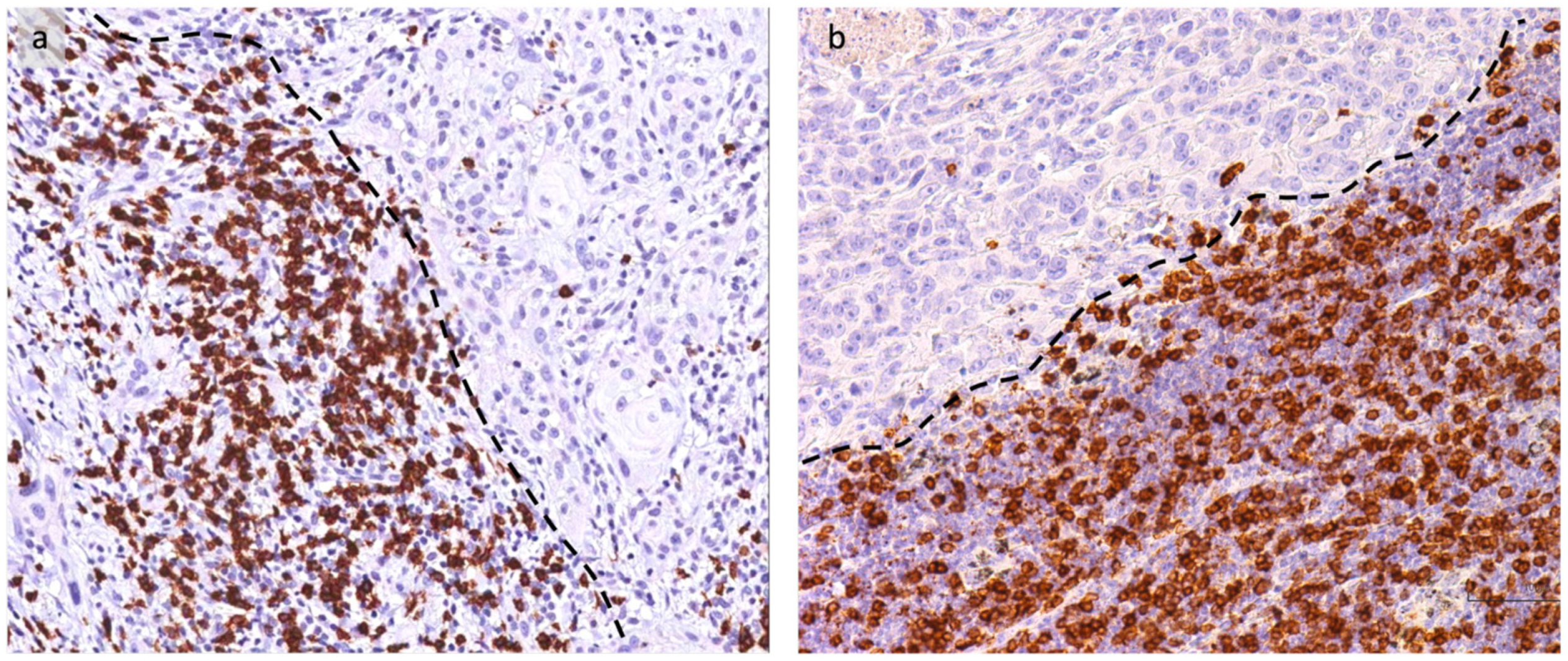 Cancers 16 02759 g006