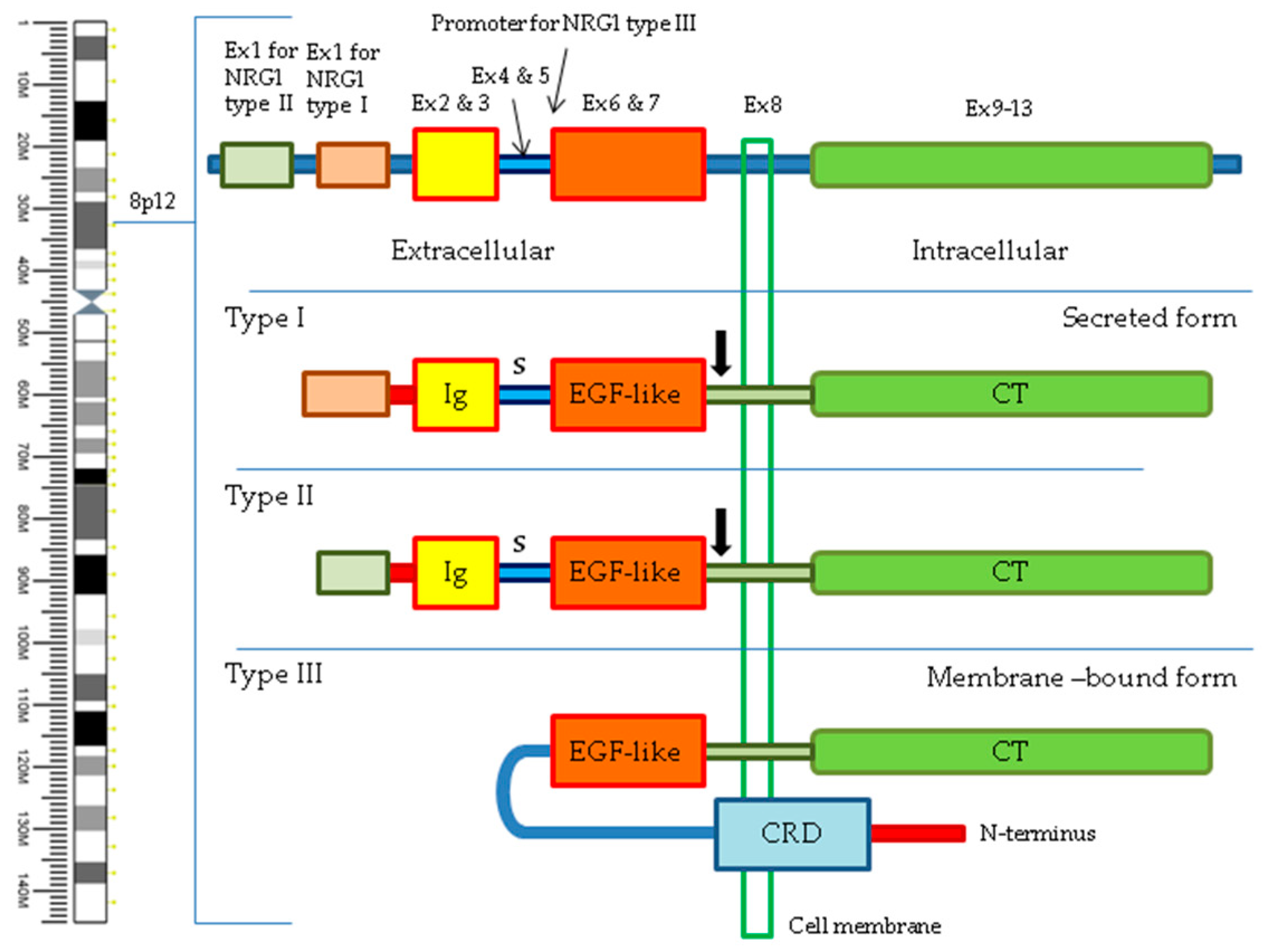 Cancers 16 02766 g001