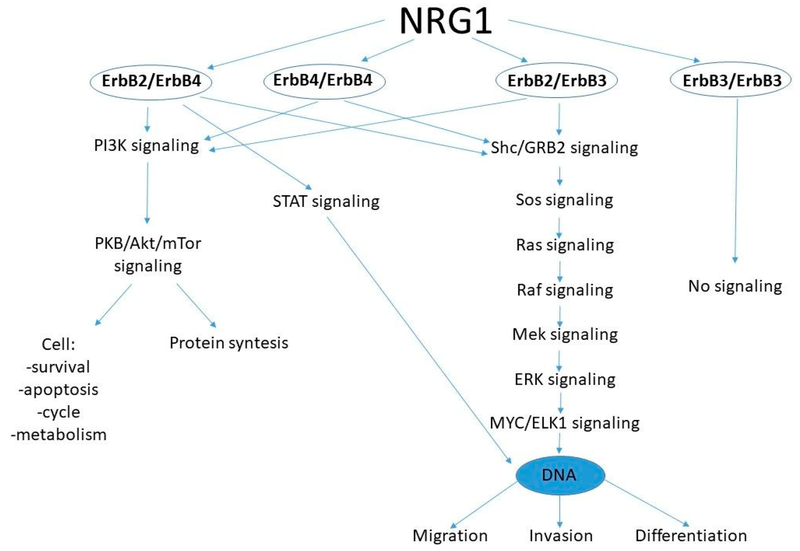 Cancers 16 02766 g002