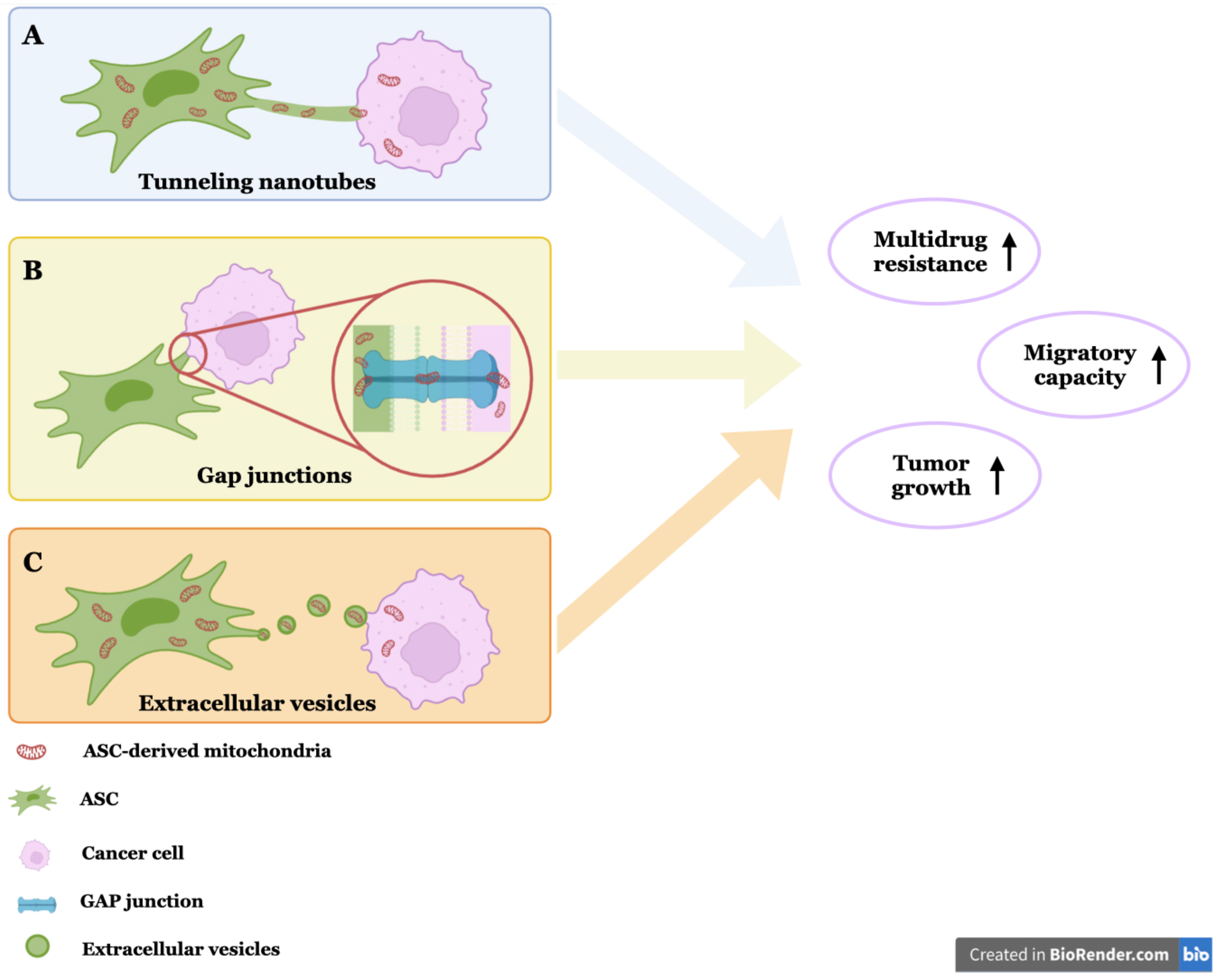 Adipose Stem Cells and Their Interplay with Cancer Cells and