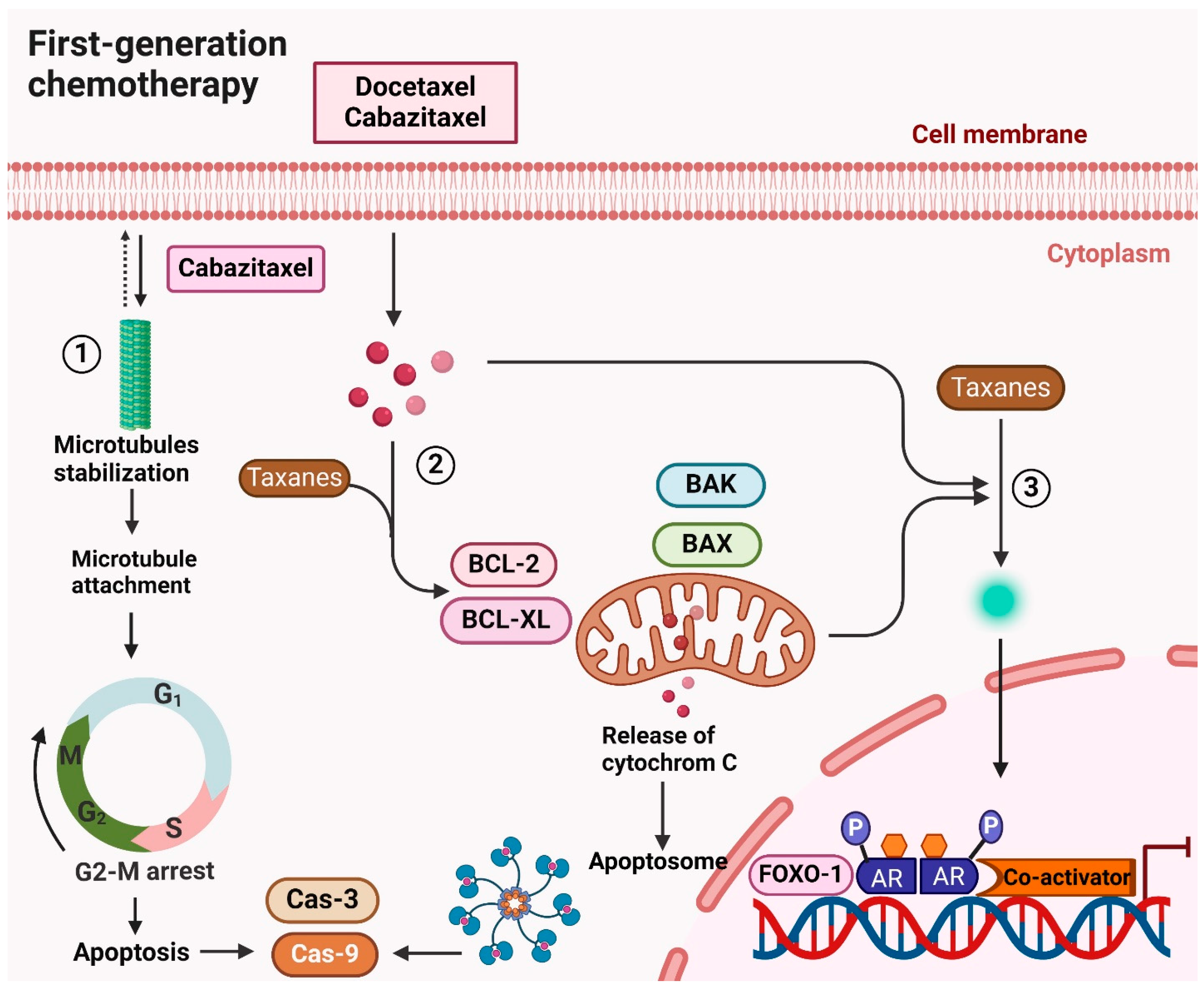Cancers 16 02777 g003