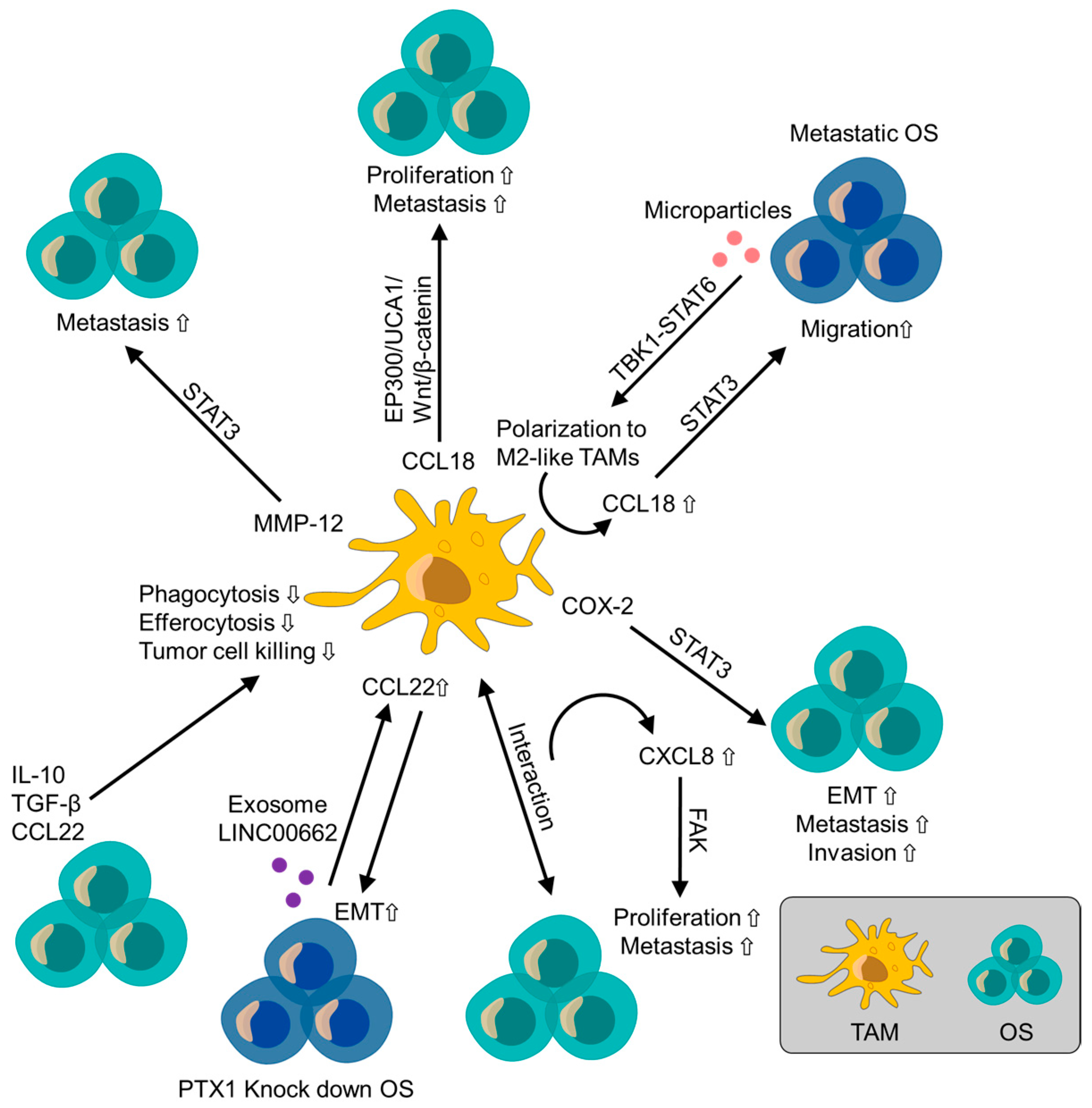 Cancers 16 02801 g002