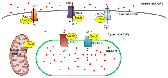 専用　ウン Interstitial Deletions Generating Fusion Genes | Cancer