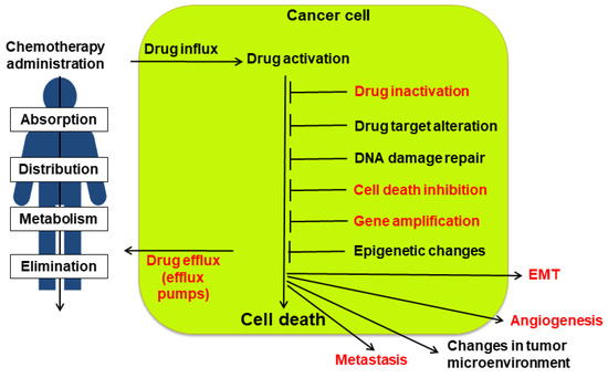 Sorcin in Cancer Development and Chemotherapeutic Drug