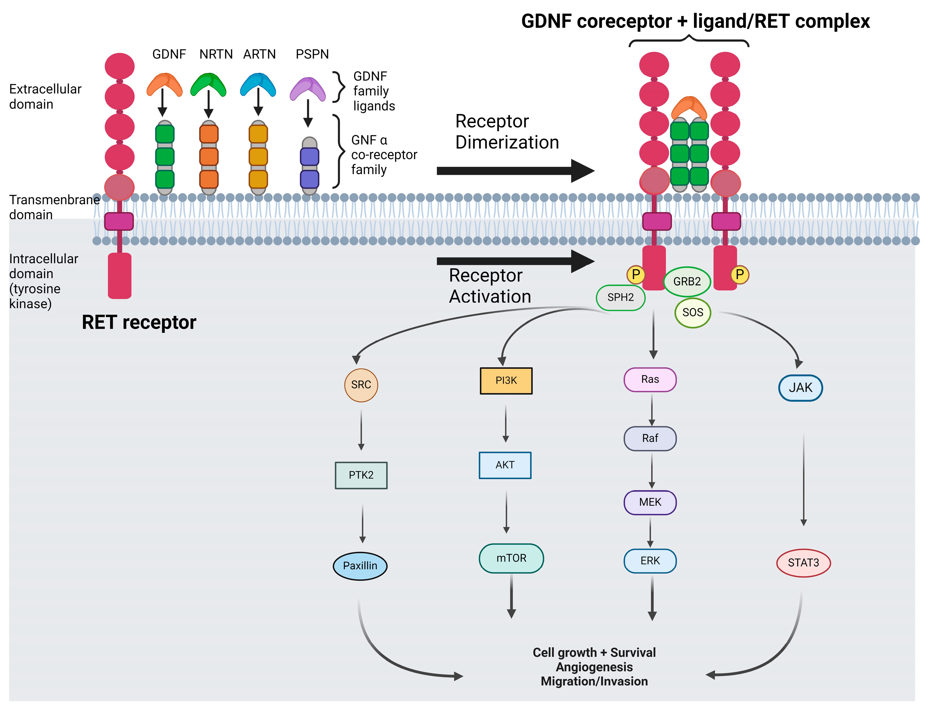 Cancers 16 02877 g001