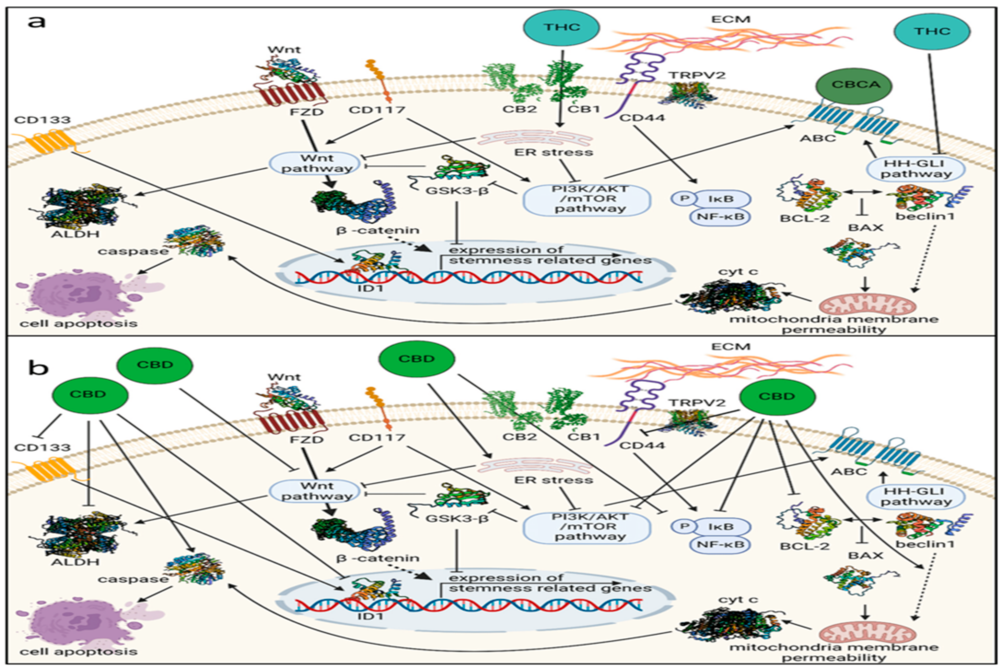 Cancers 16 02909 g001