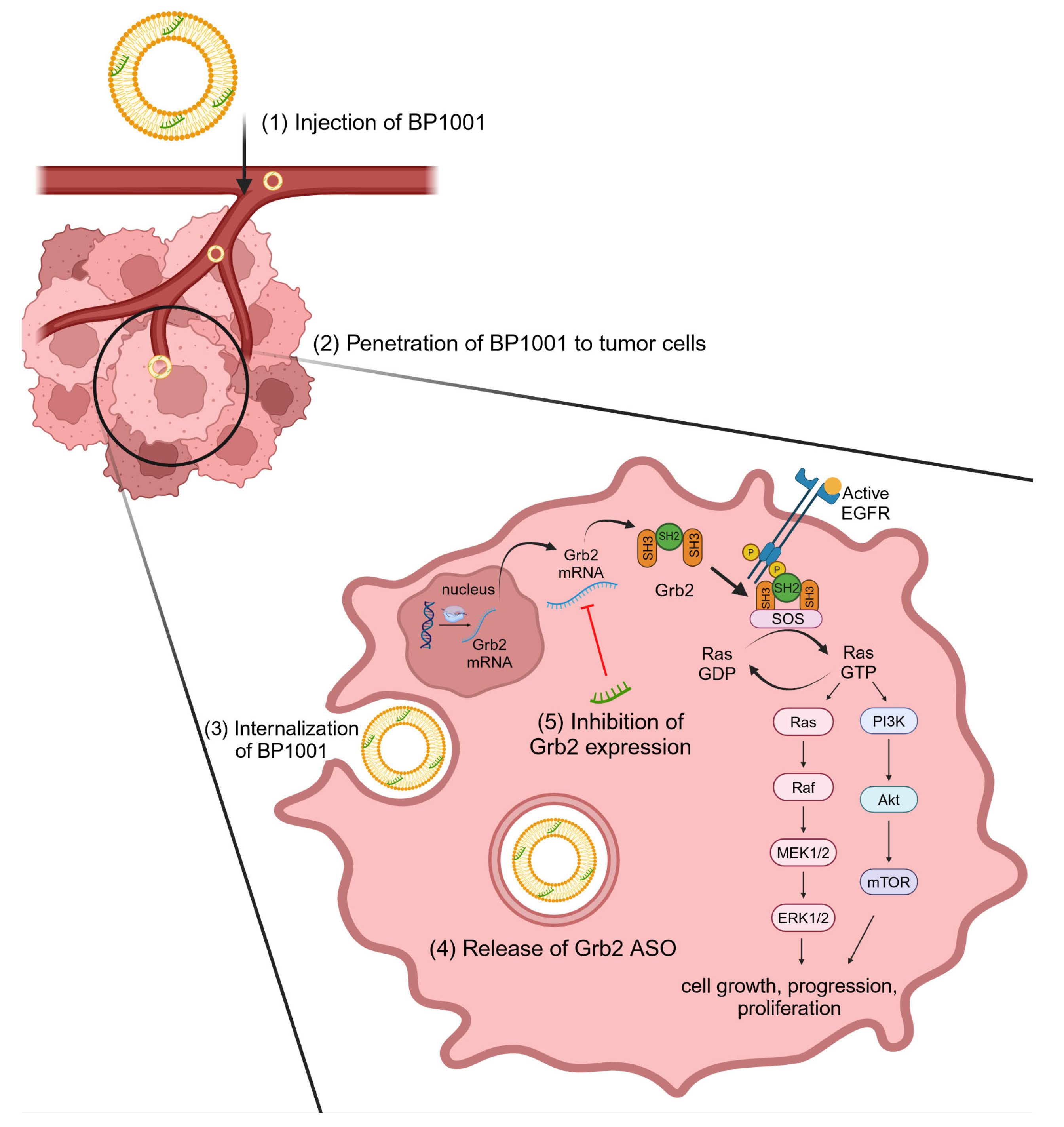 Cancers 16 02940 g004