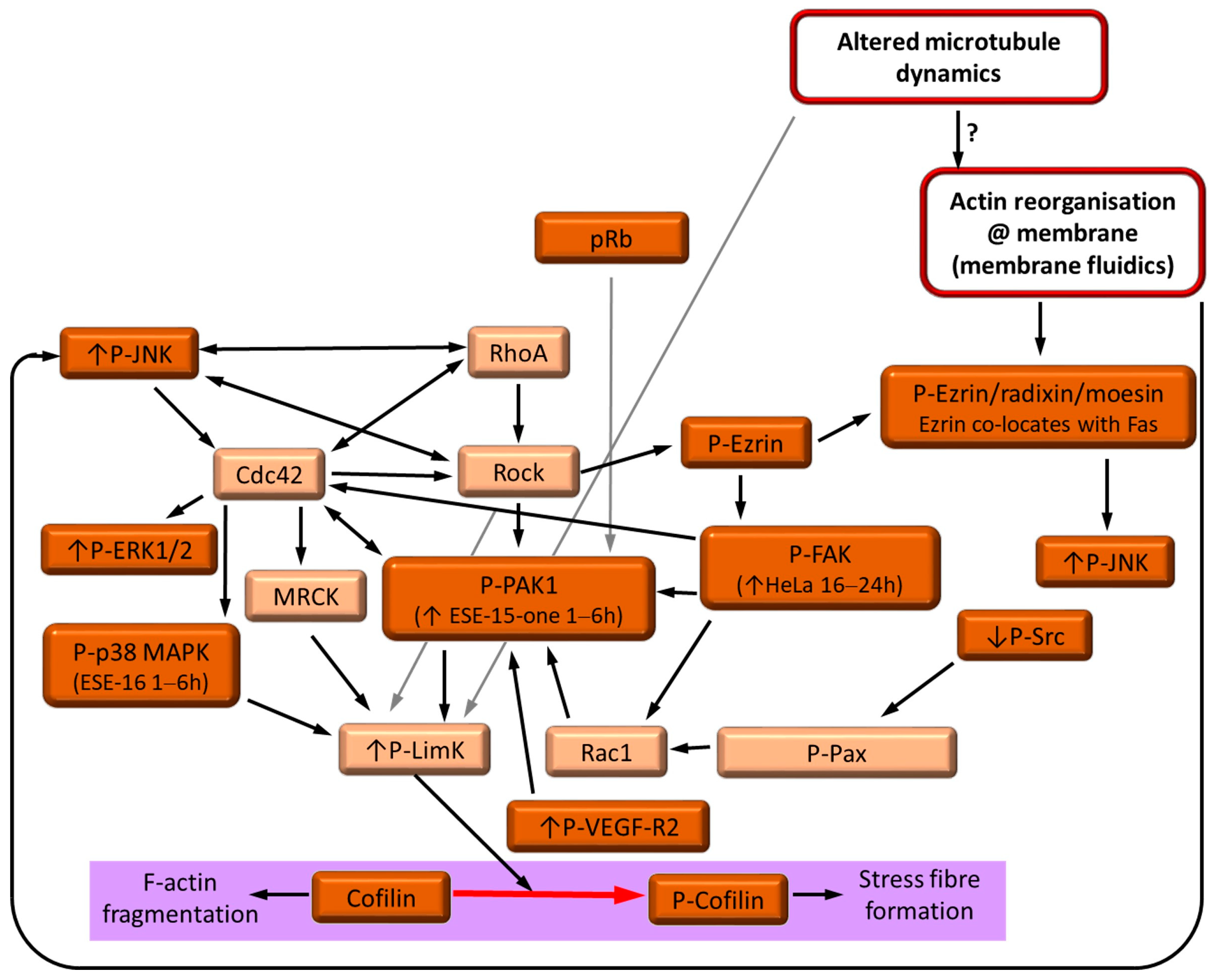 Cancers 16 02941 g006 Cancers 16 02941 g006
