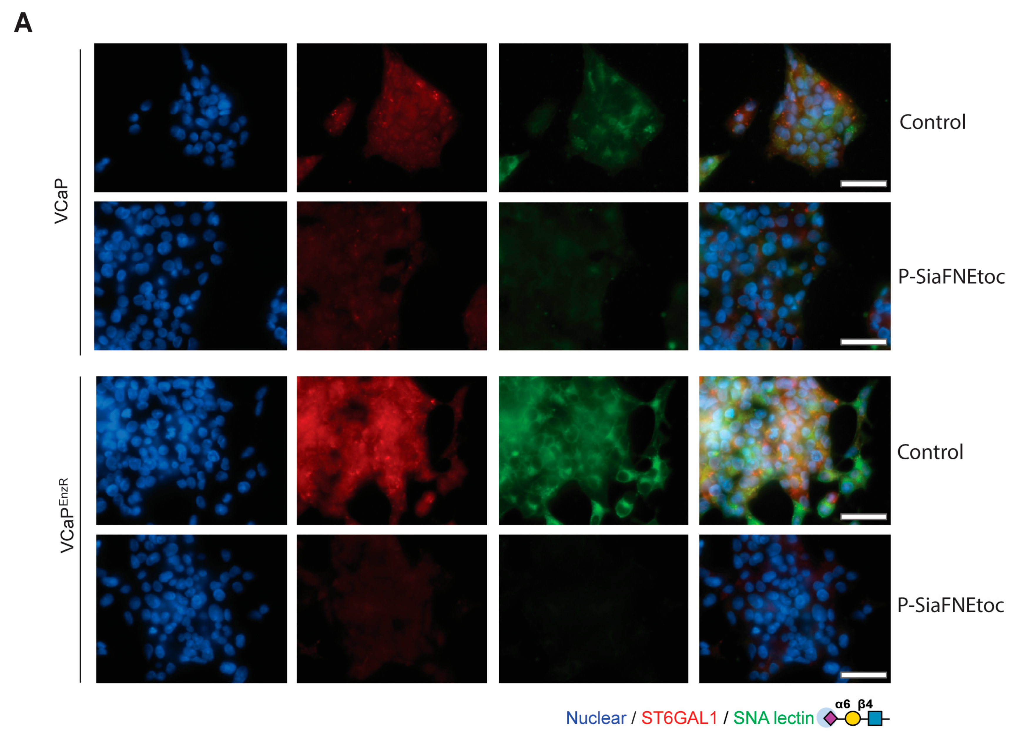 Cancers 16 02953 g003a