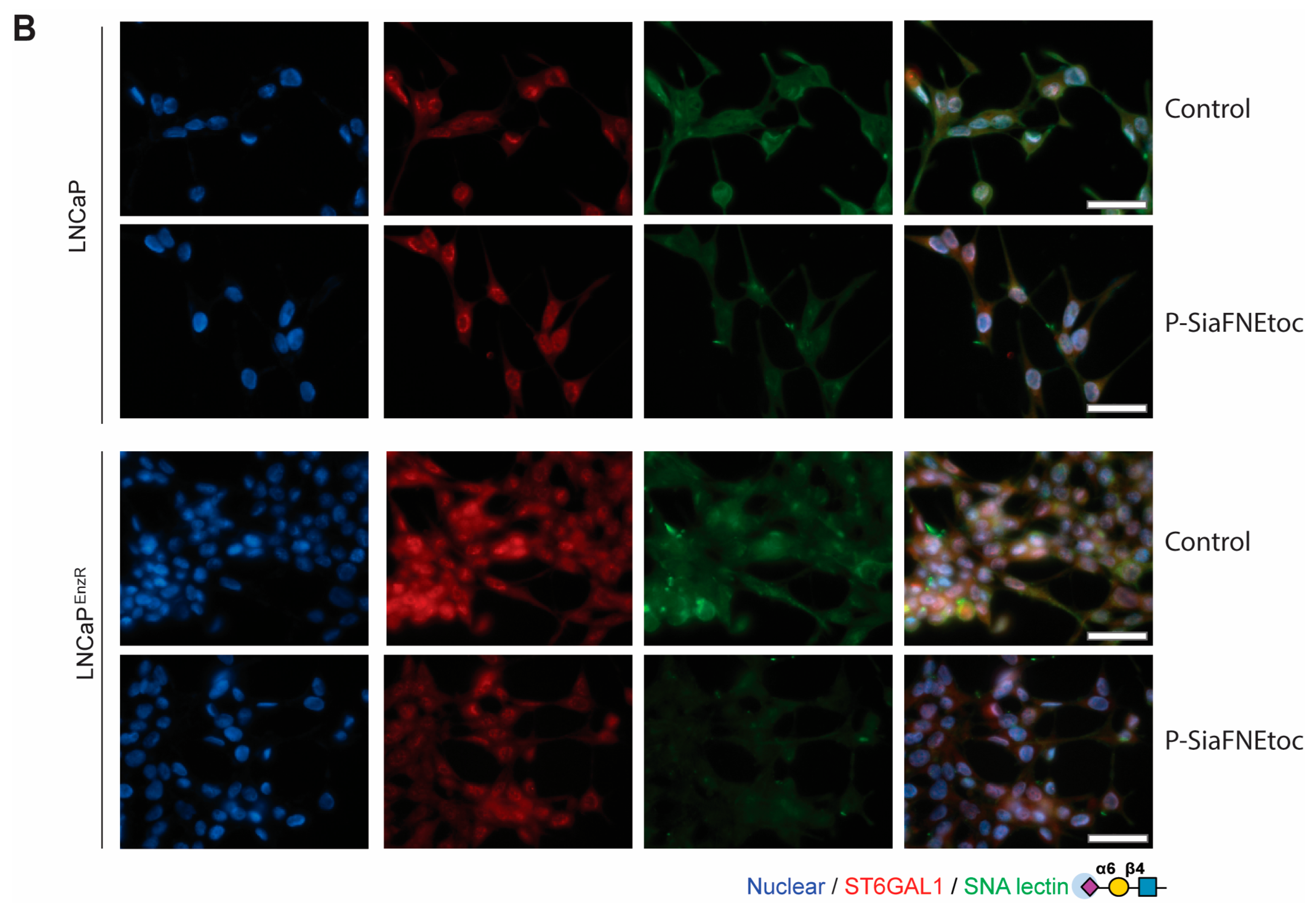 Cancers 16 02953 g003b