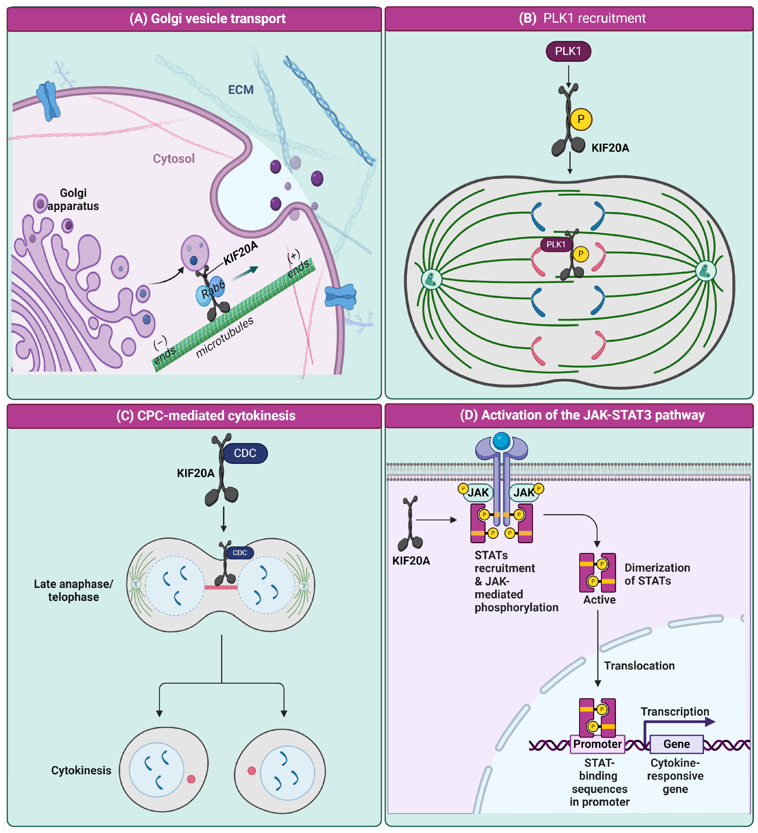 Cancers 16 02958 g002