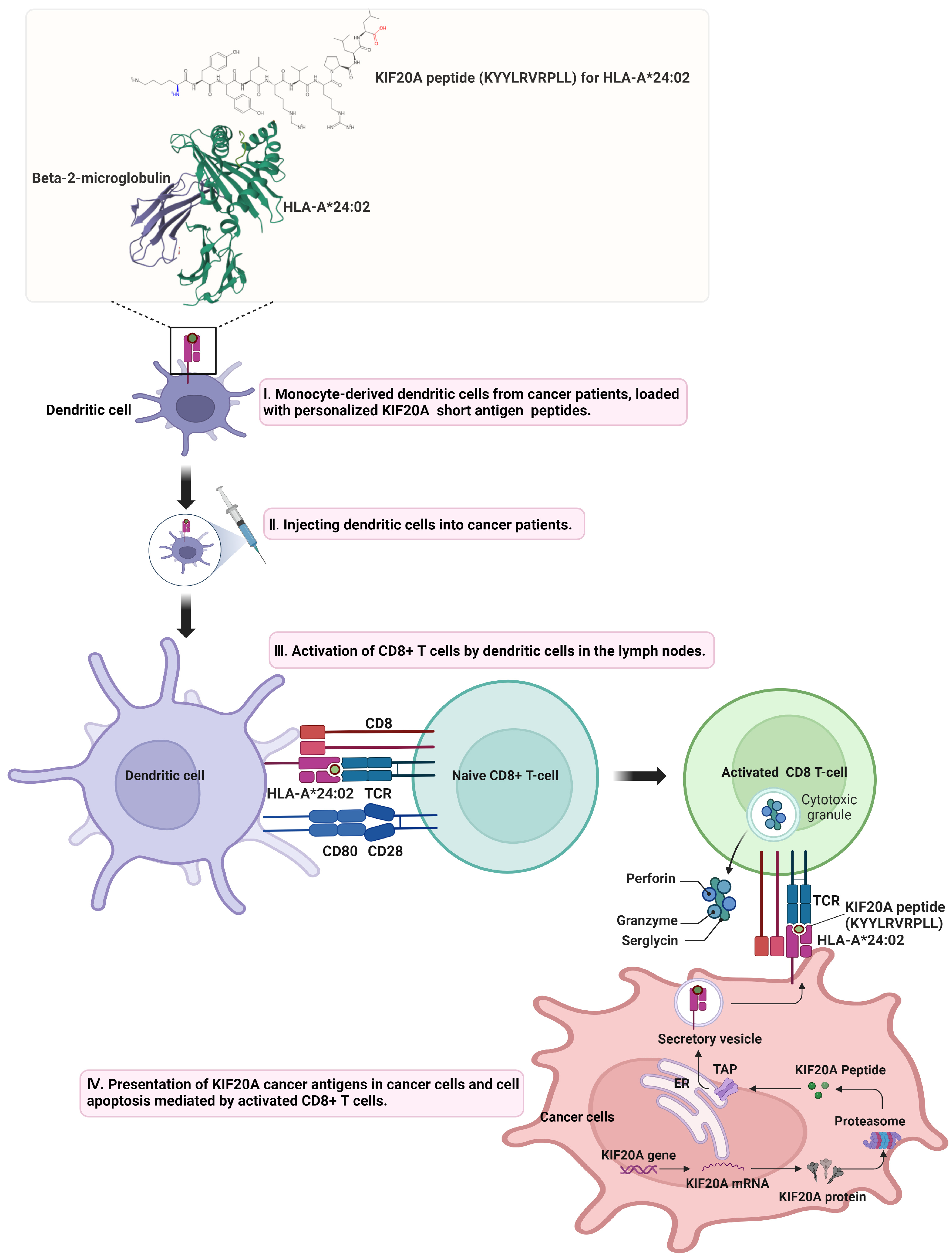 Cancers 16 02958 g004