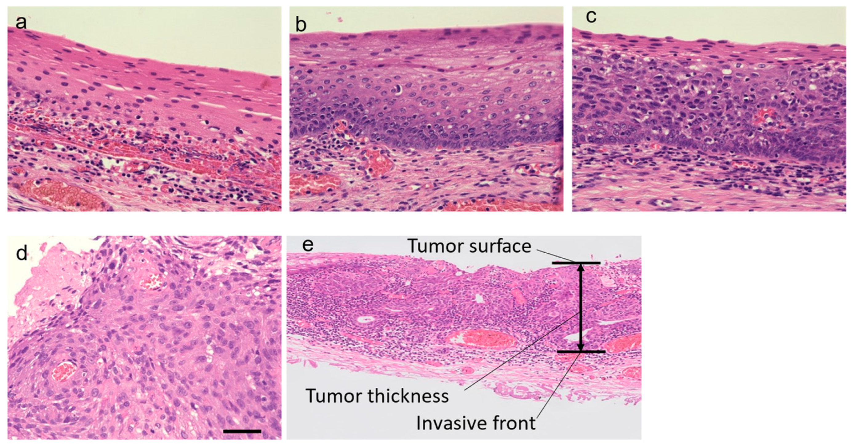 Cancers 16 02987 g001