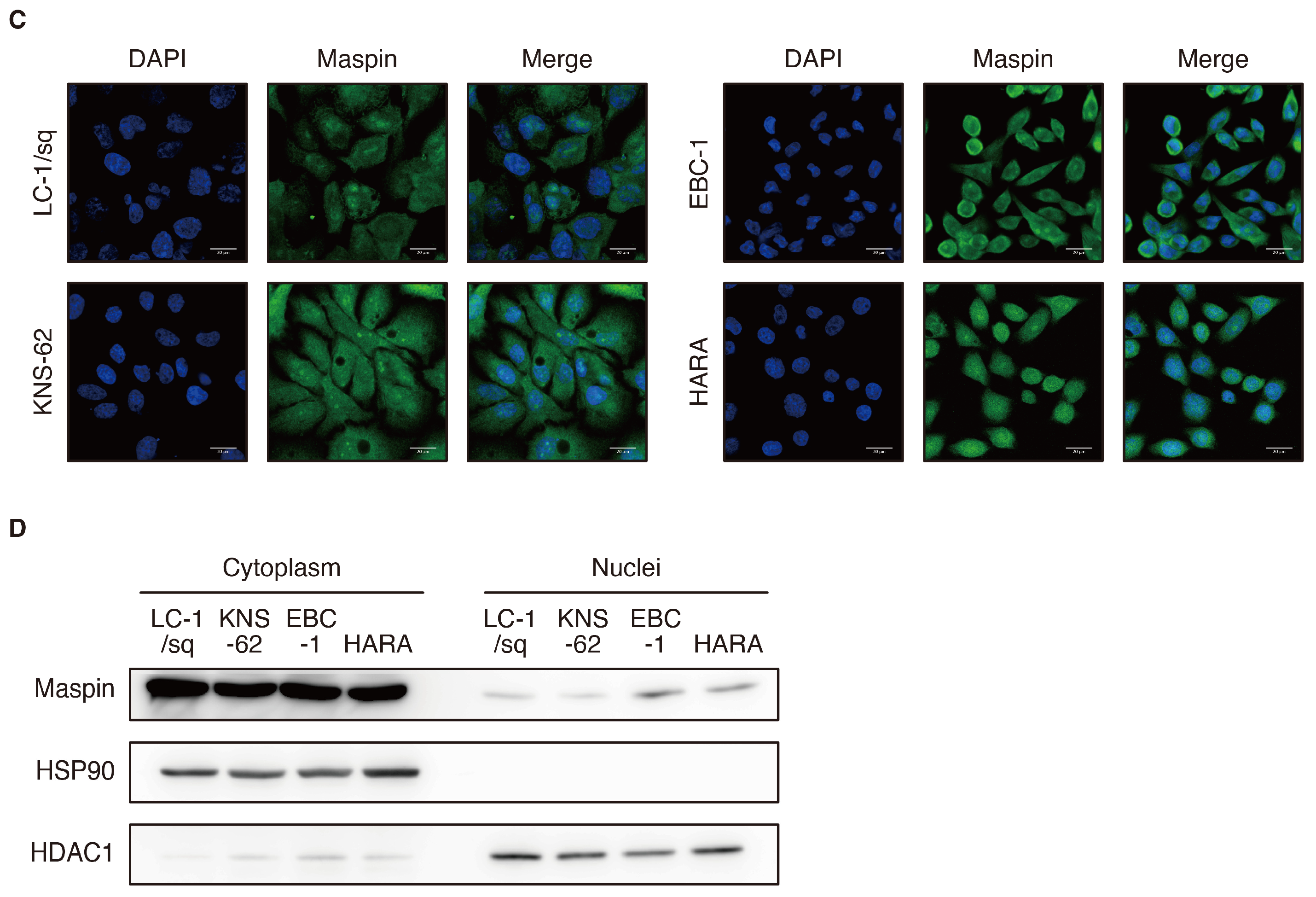 Cancers 16 03009 g001b