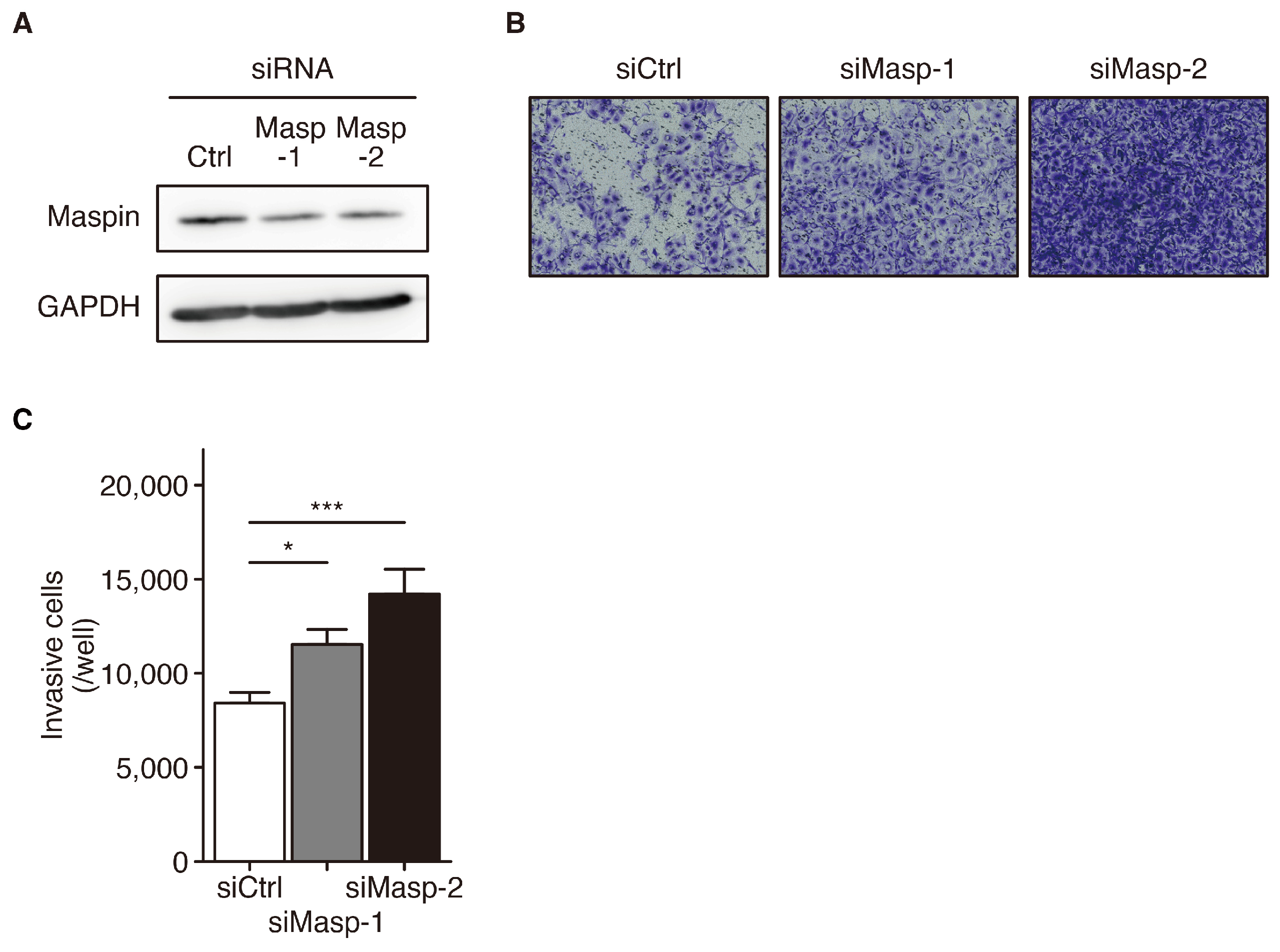 Cancers 16 03009 g002