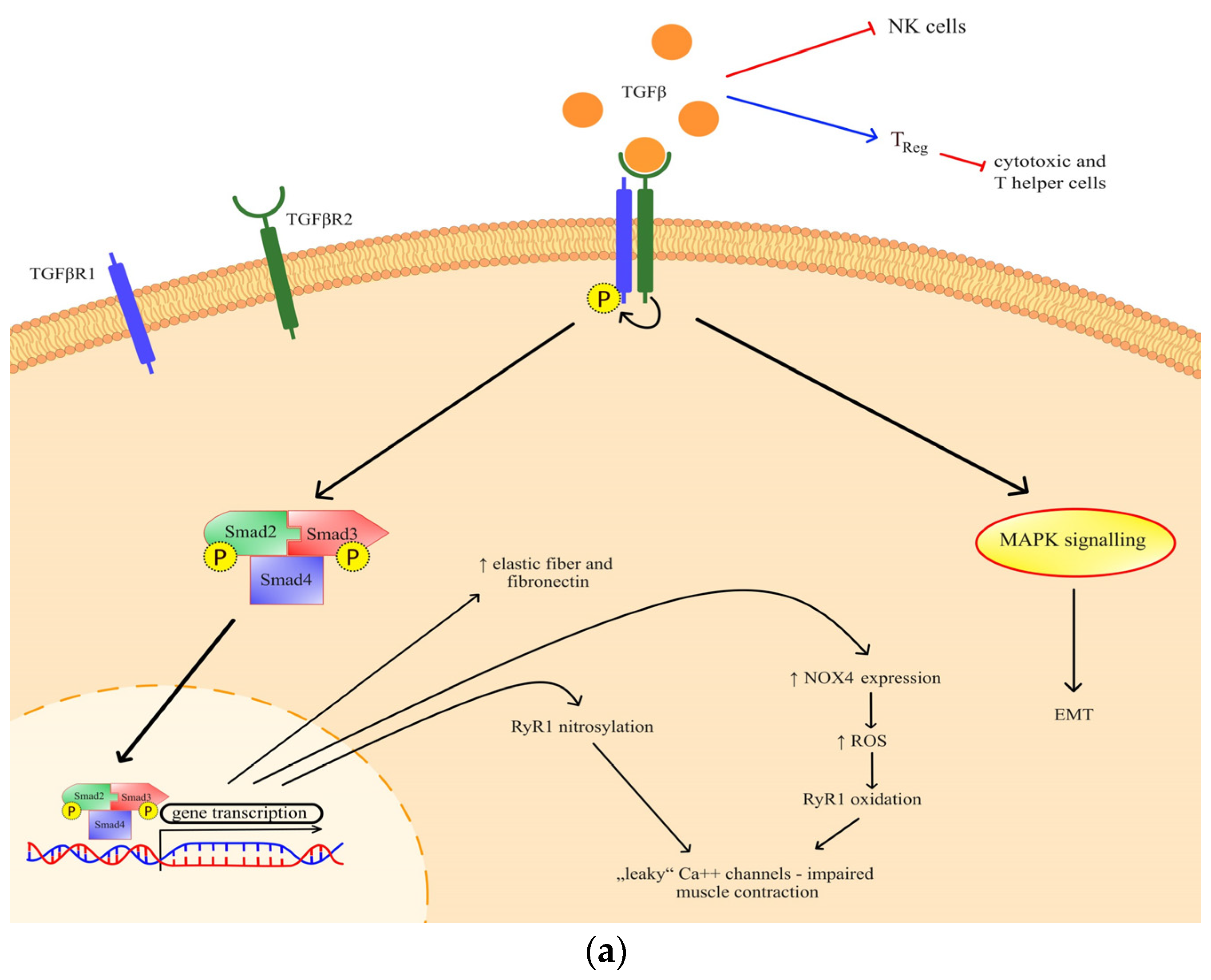 Cancers 16 03035 g001a