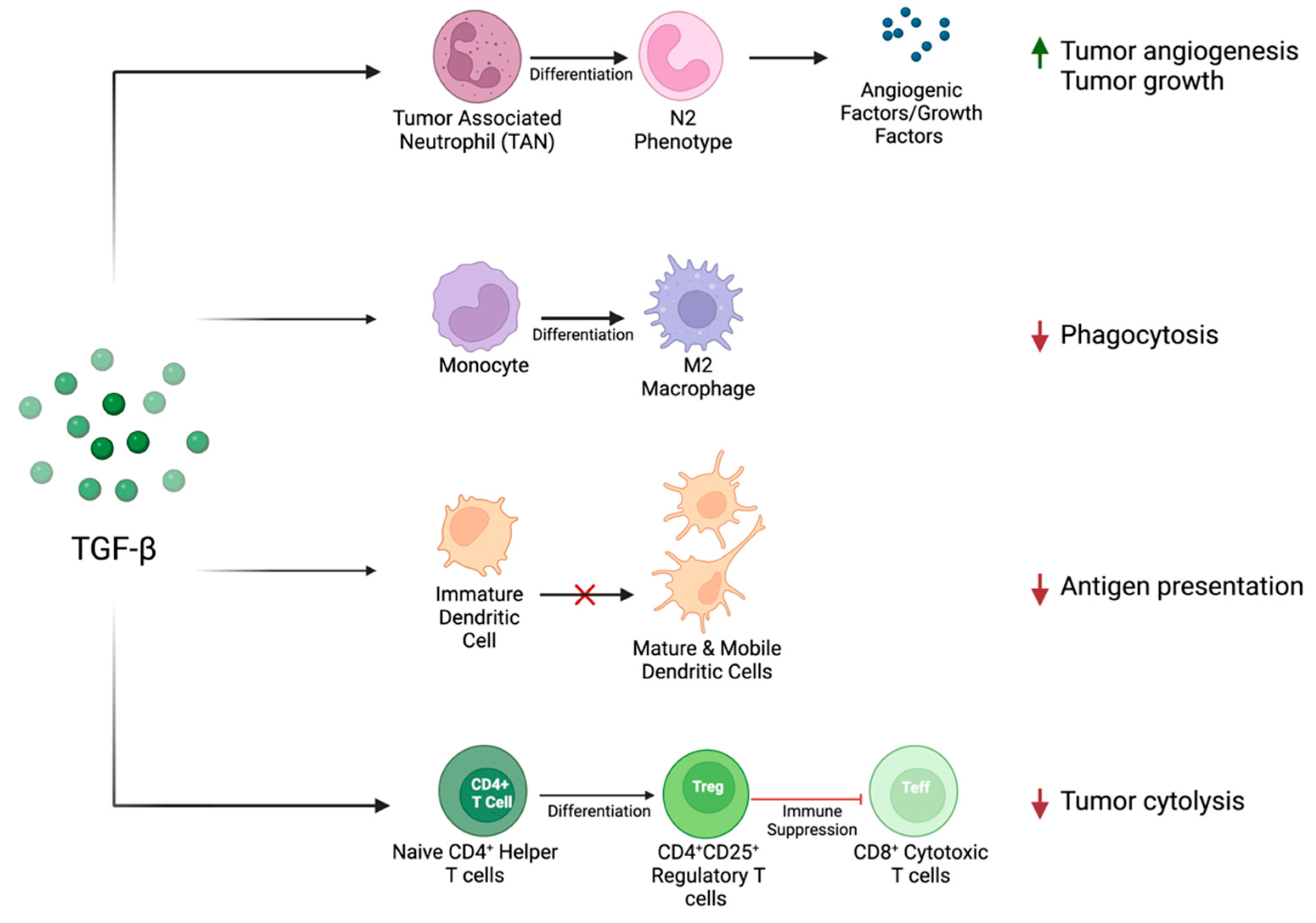 Cancers 16 03047 g002 Cancers 16 03047 g002
