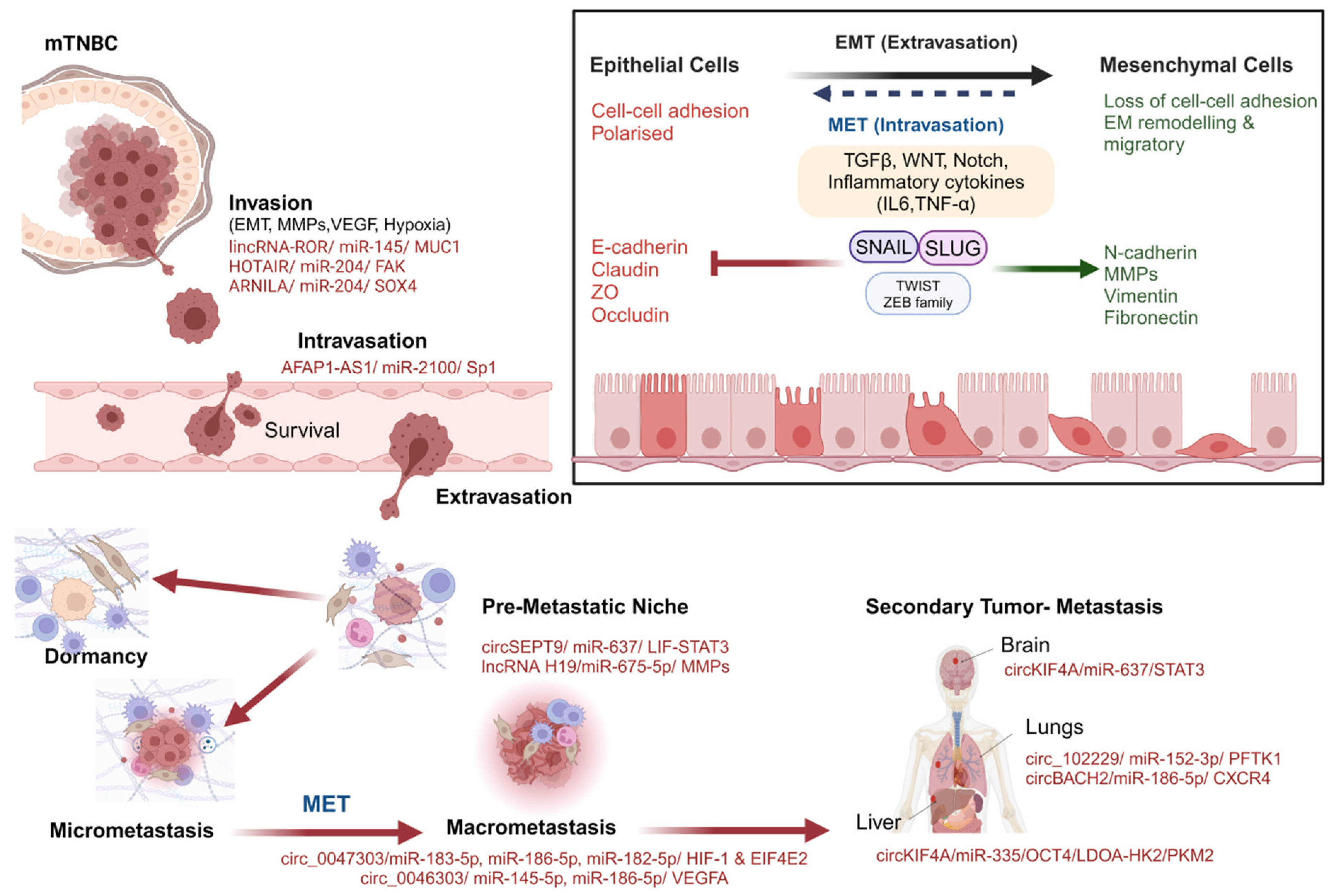 Cancers 16 03057 g001