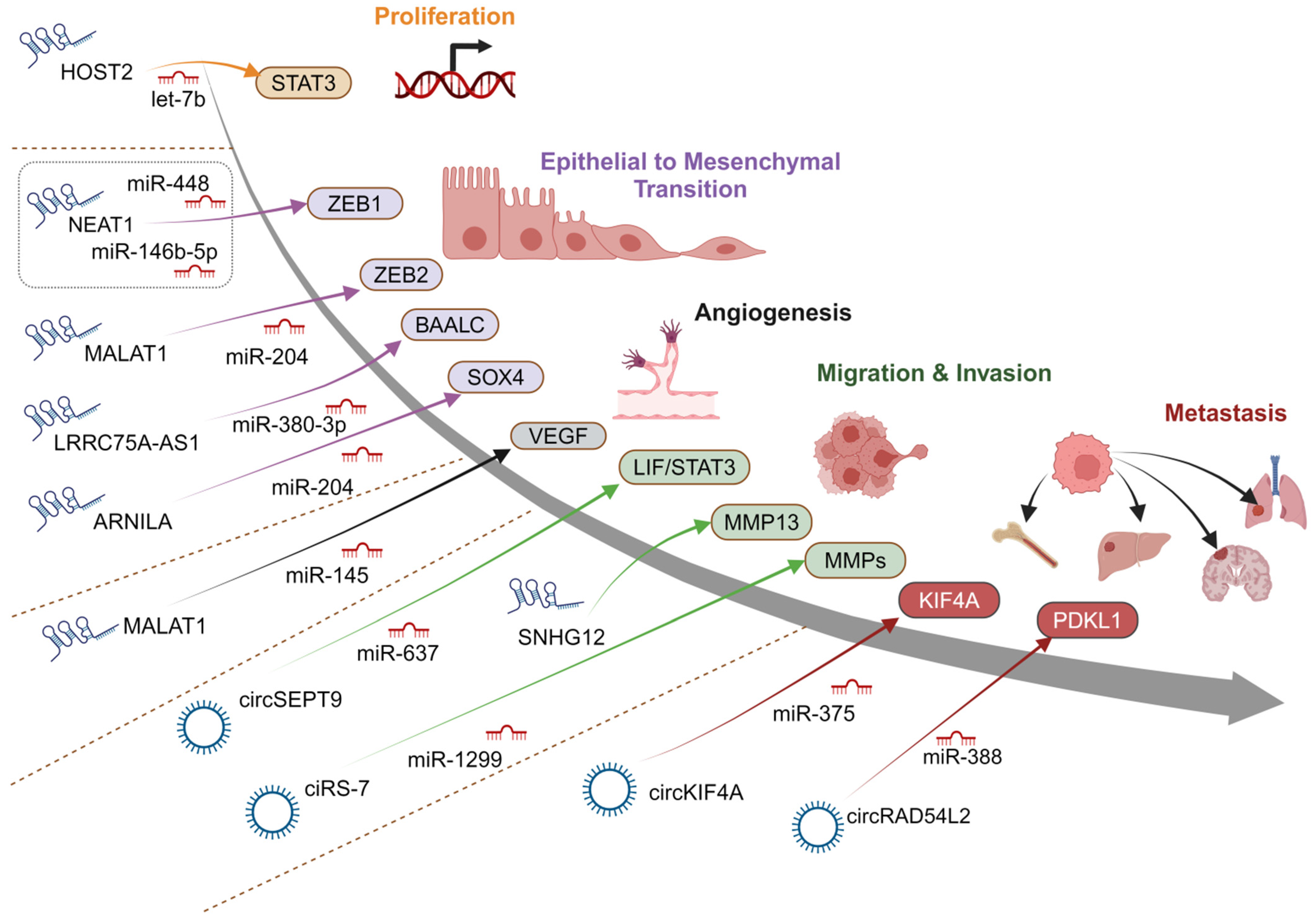 Cancers 16 03057 g002