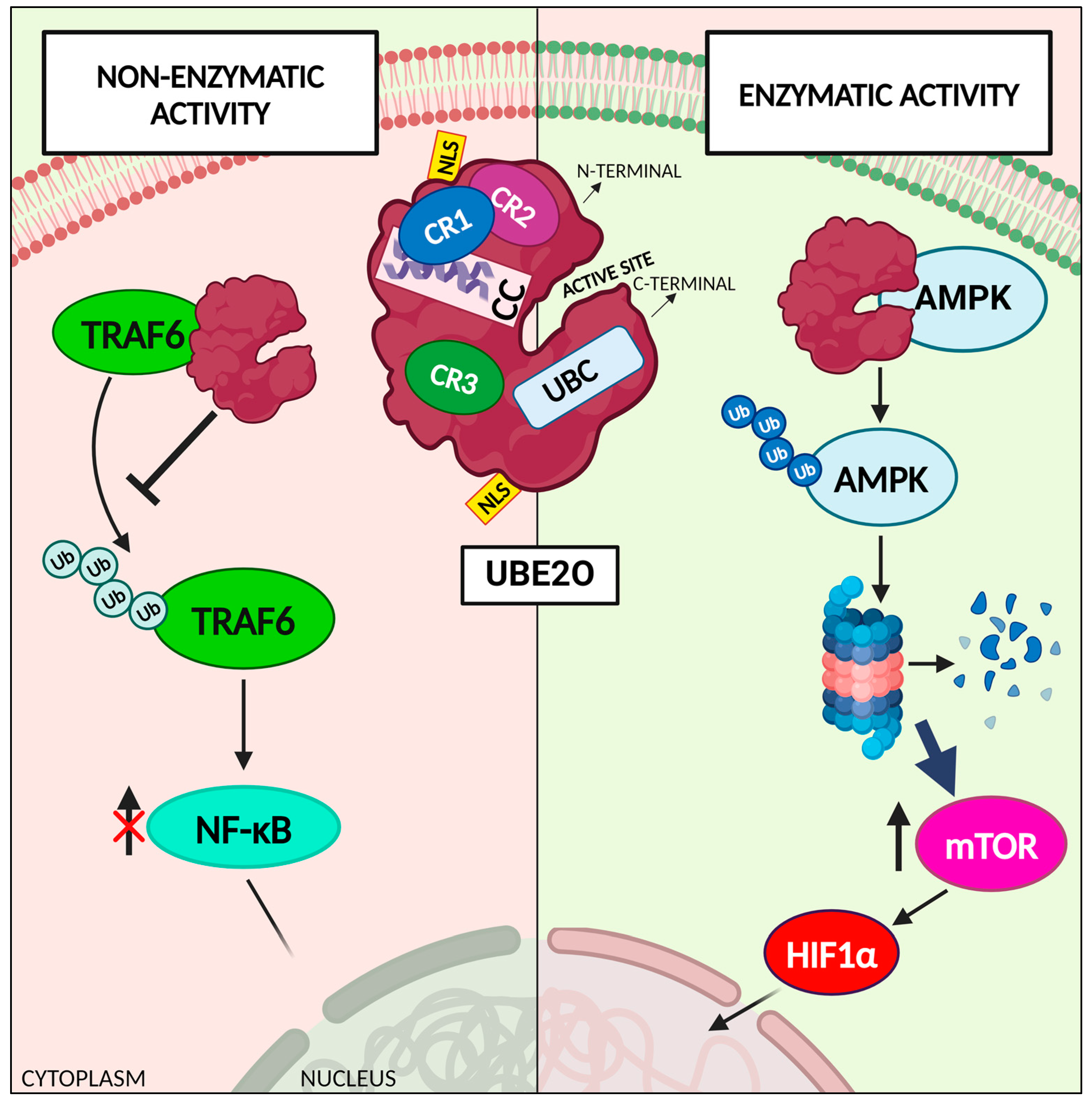 The Ubiquitin-Conjugating Enzyme E2 O (UBE2O) and Its Therapeutic 