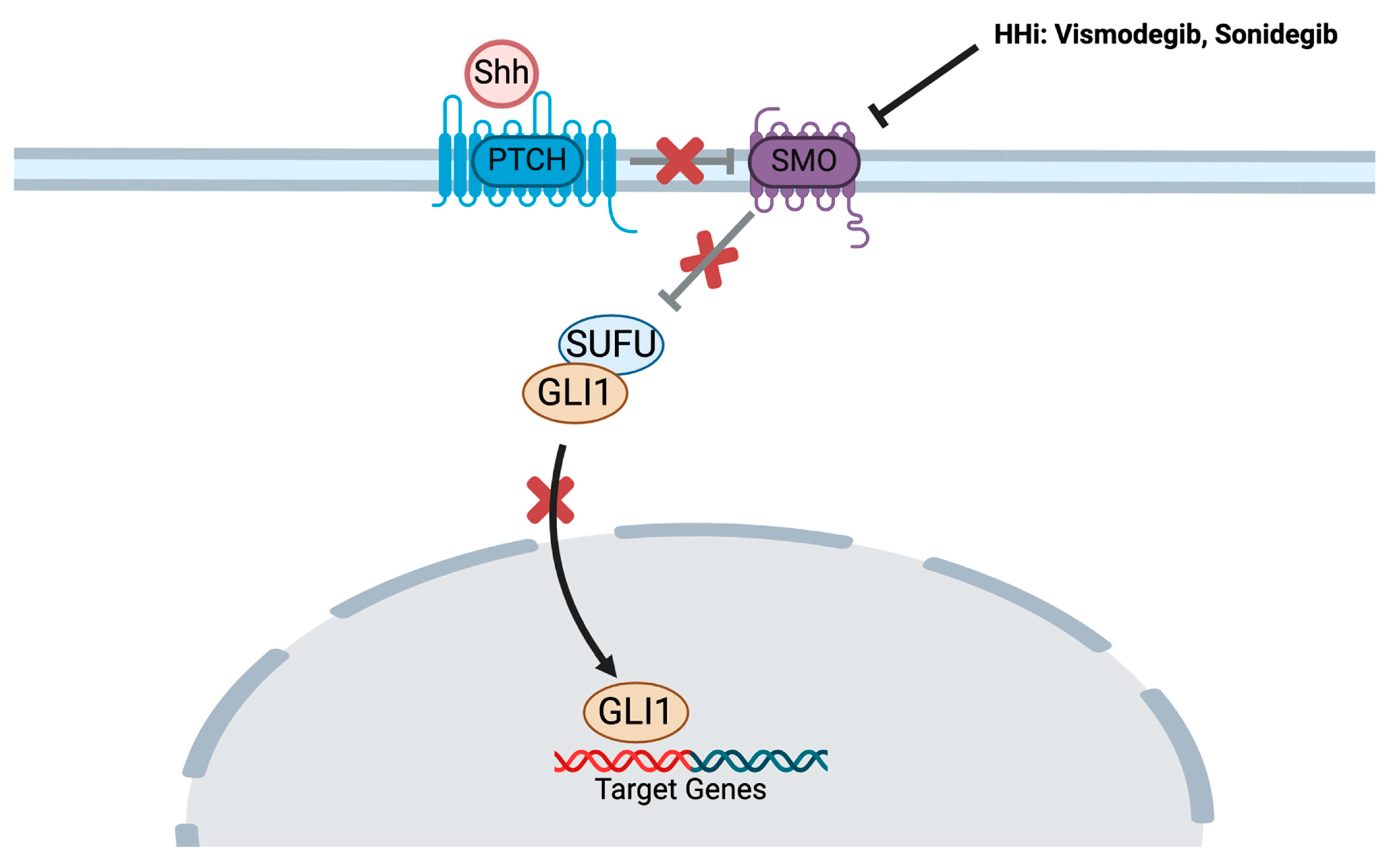 Cancers 16 03075 g002