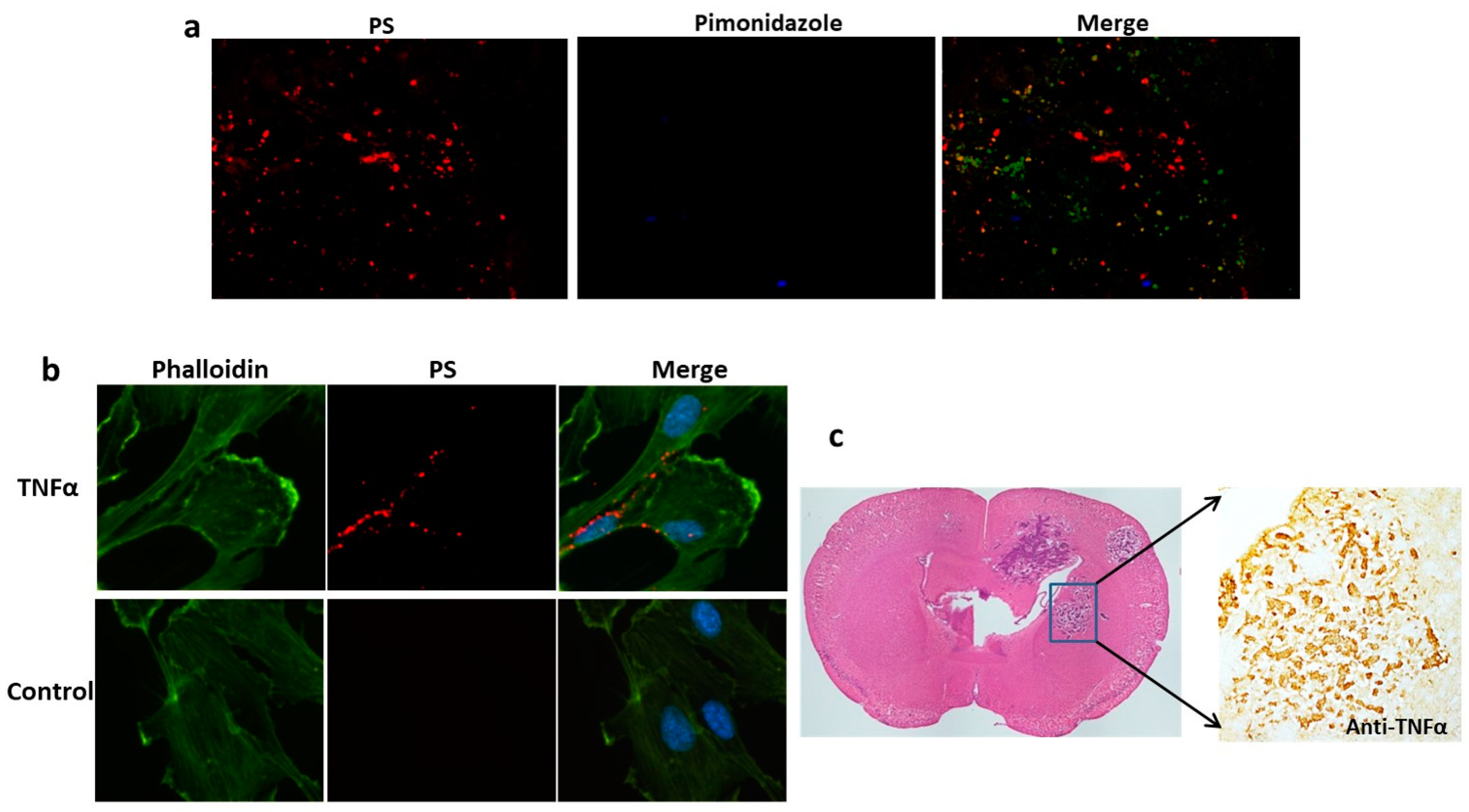 Cancers 16 03088 g004